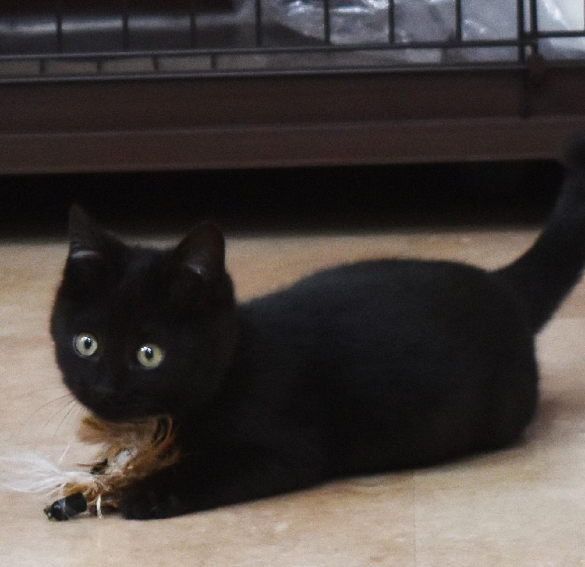 pet-image-2