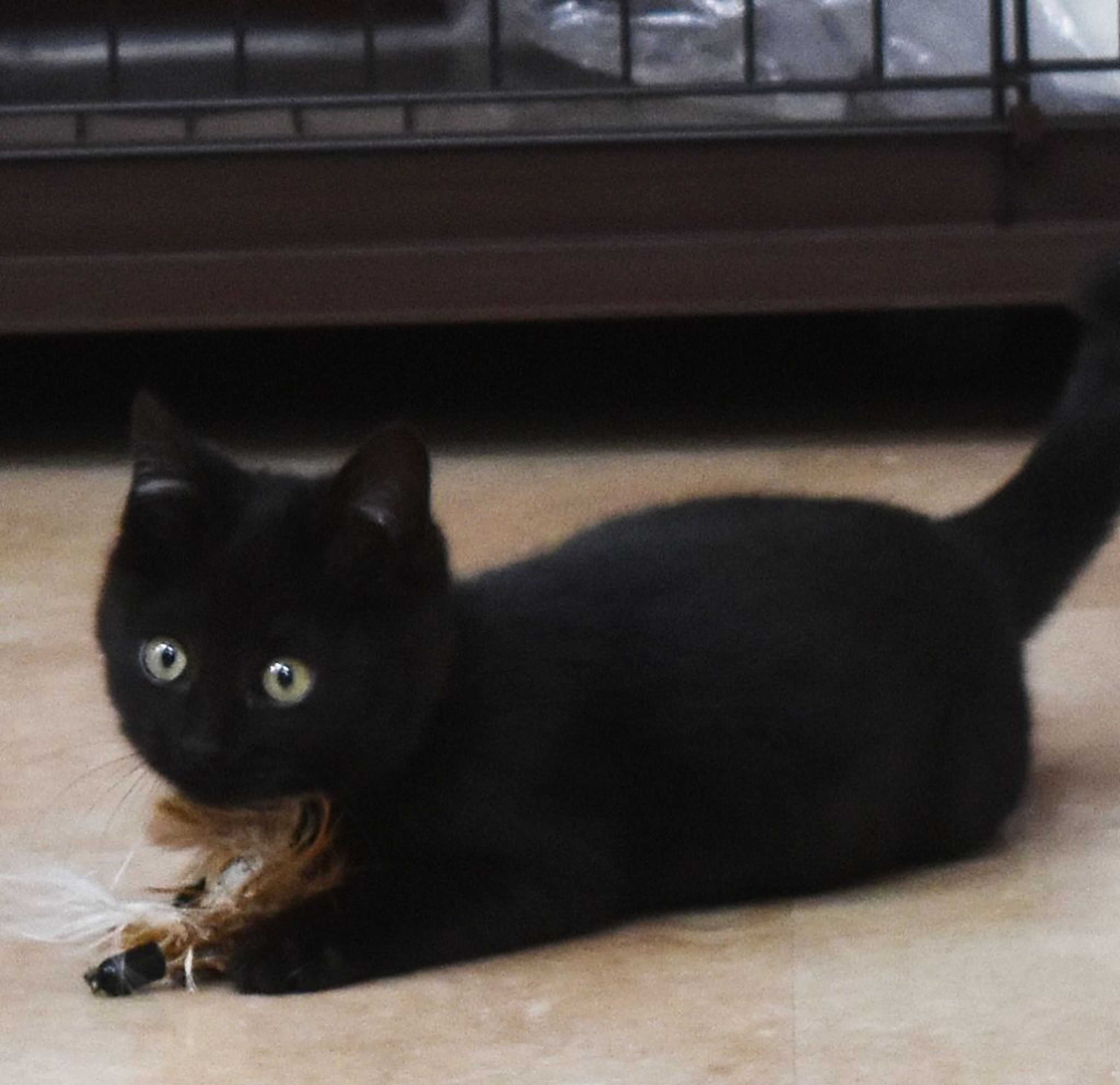 pet-image-2