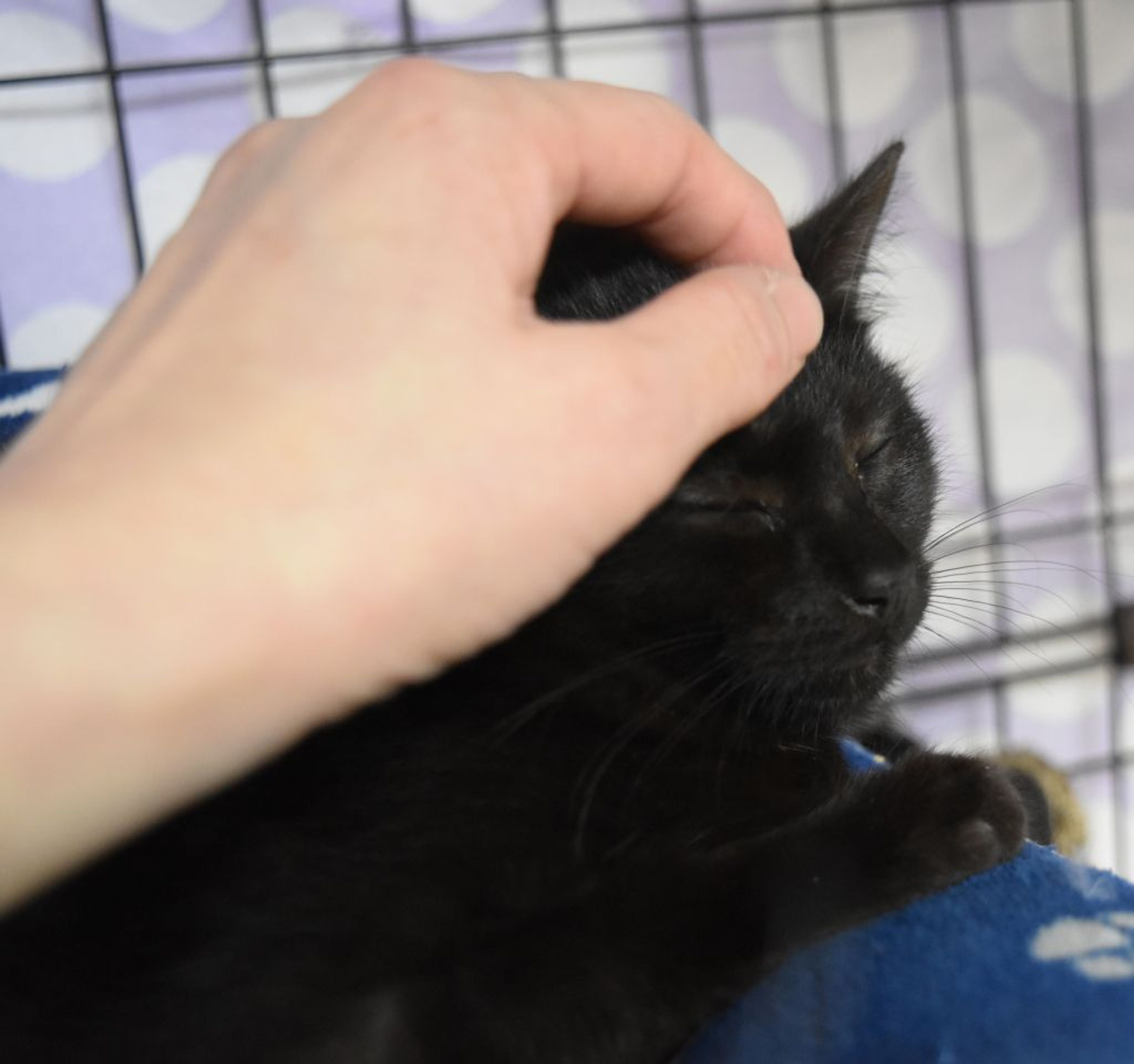 pet-image-3