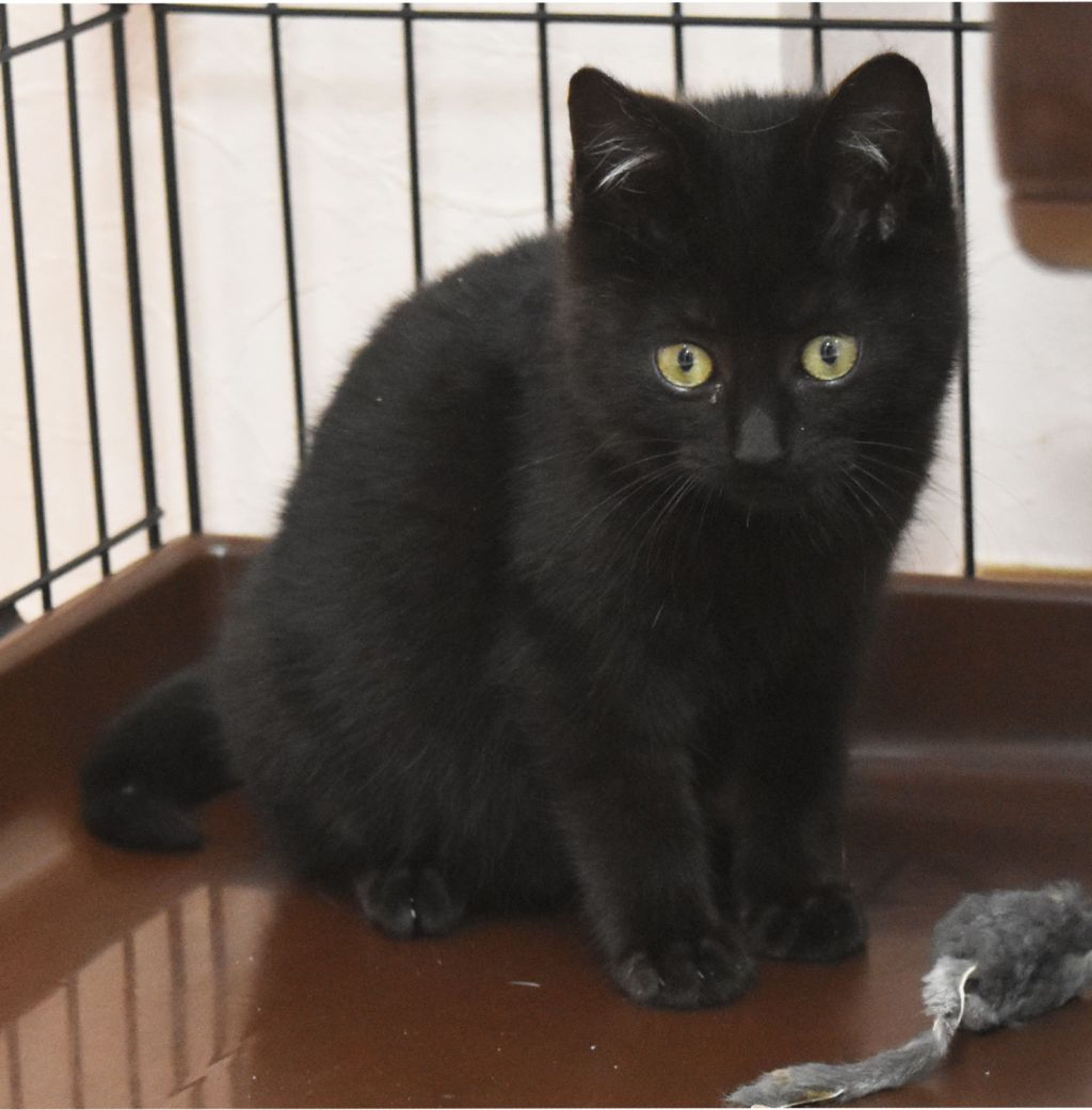 pet-image-4