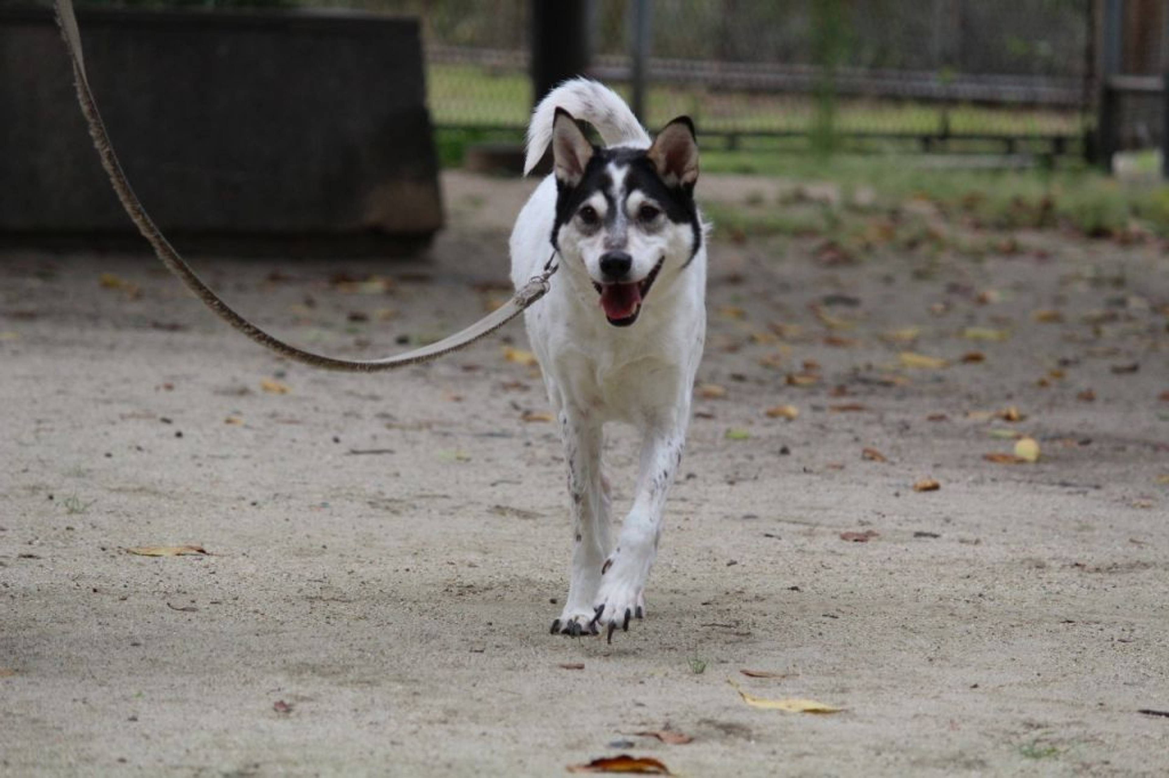 雑種（ミックス犬）・オスの里親募集の写真