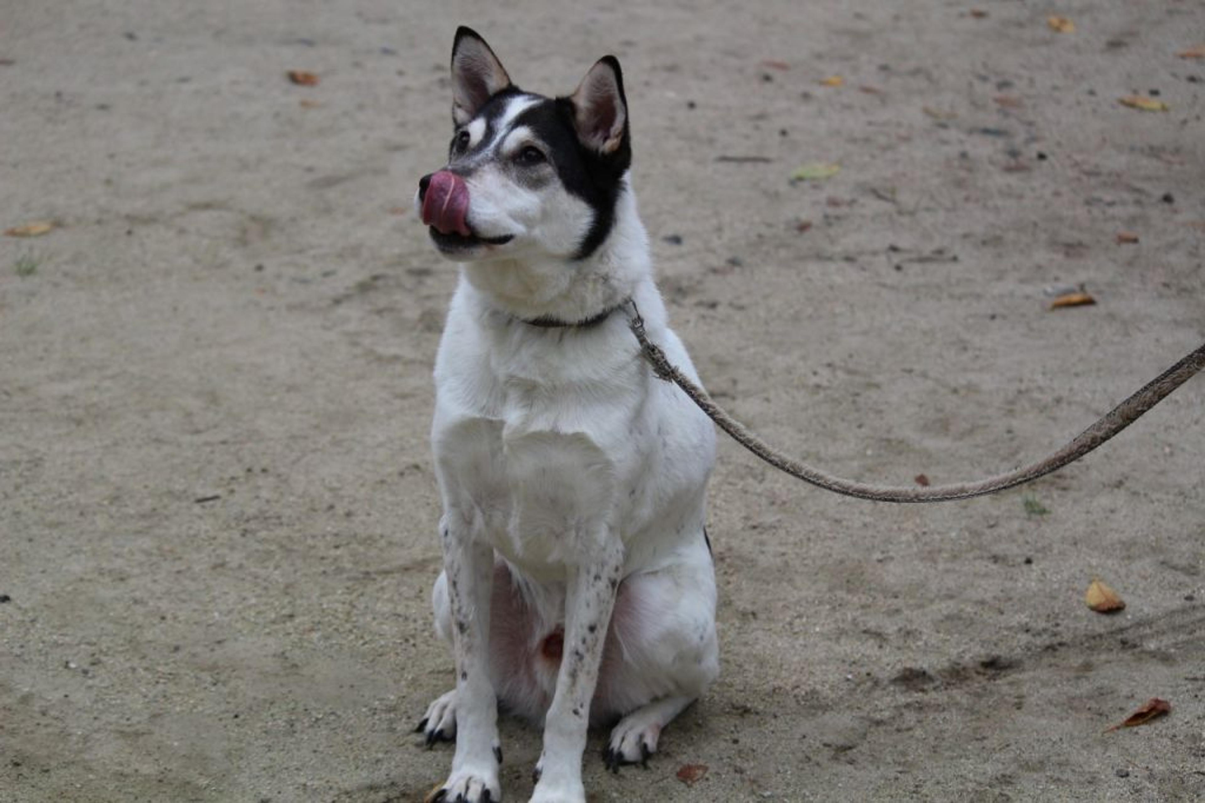 pet-image-2