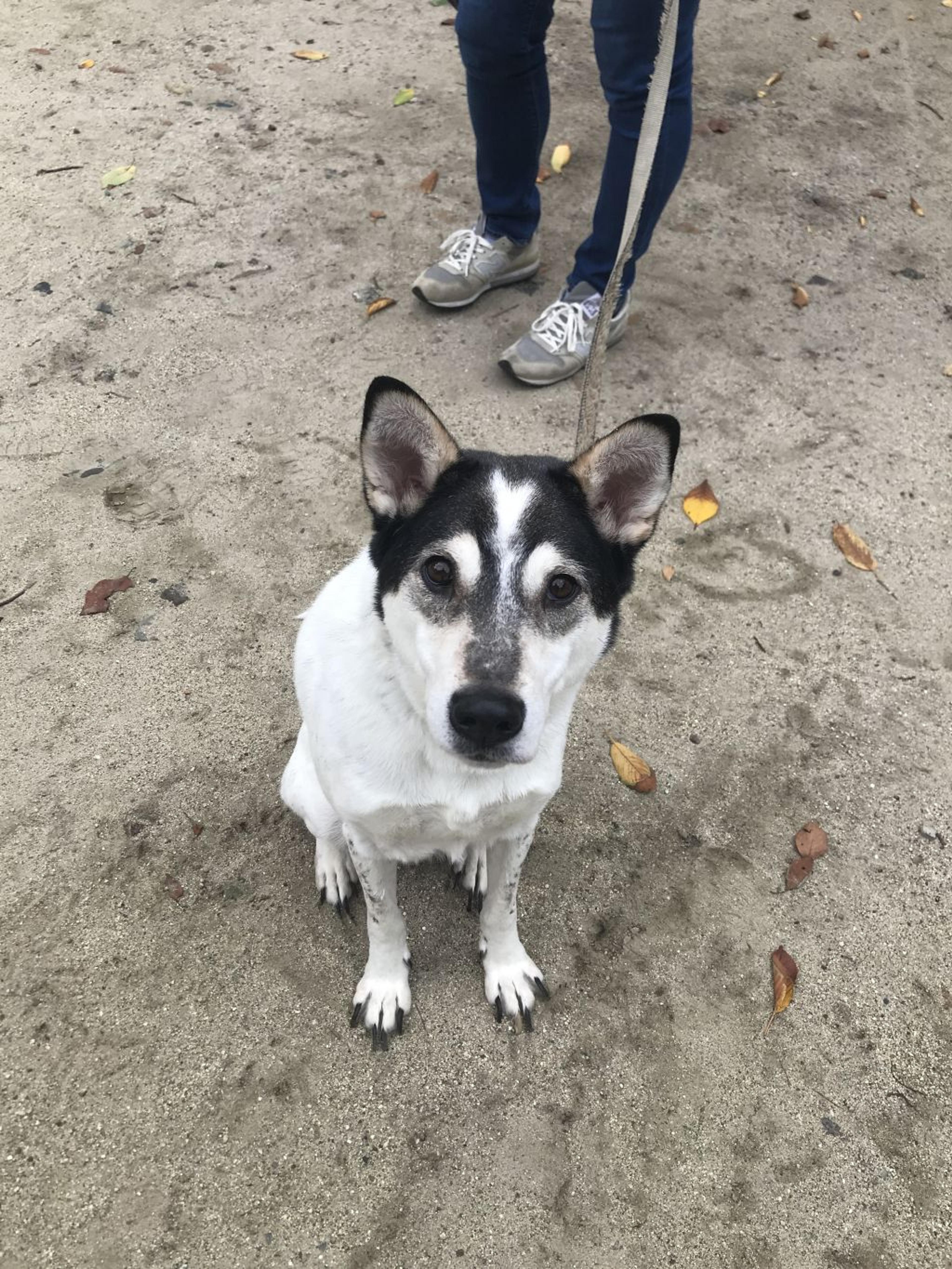 pet-image-4