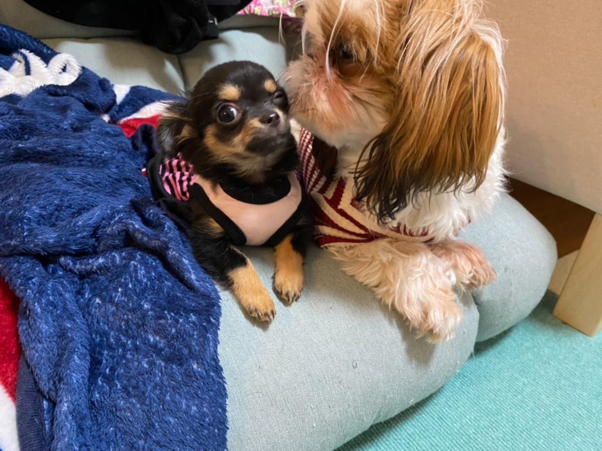 pet-image-3