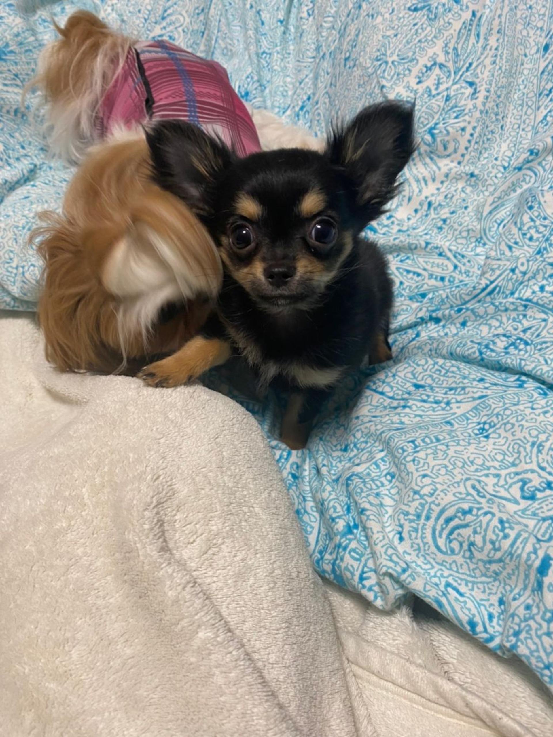 pet-image-4