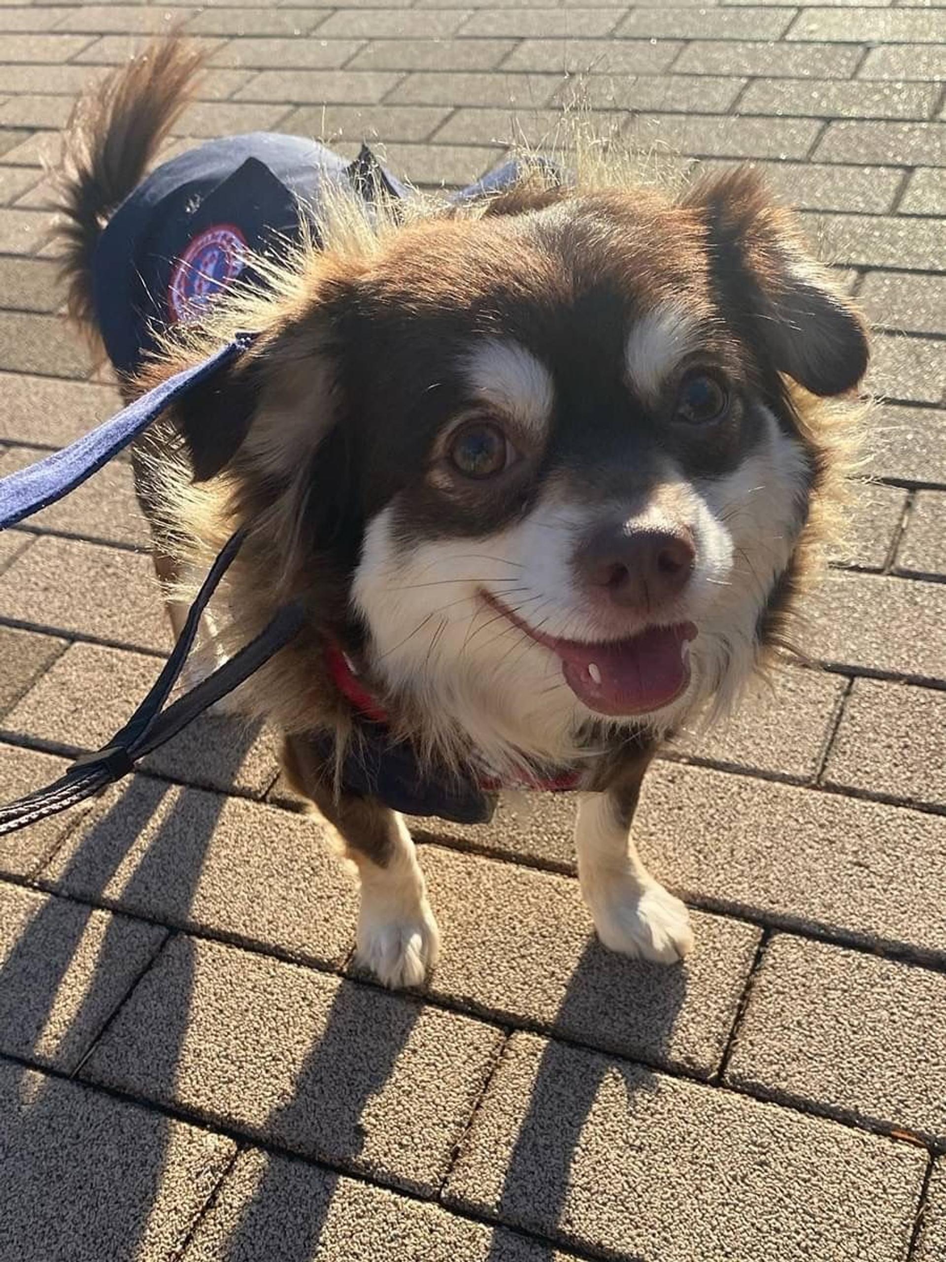 pet-image-2