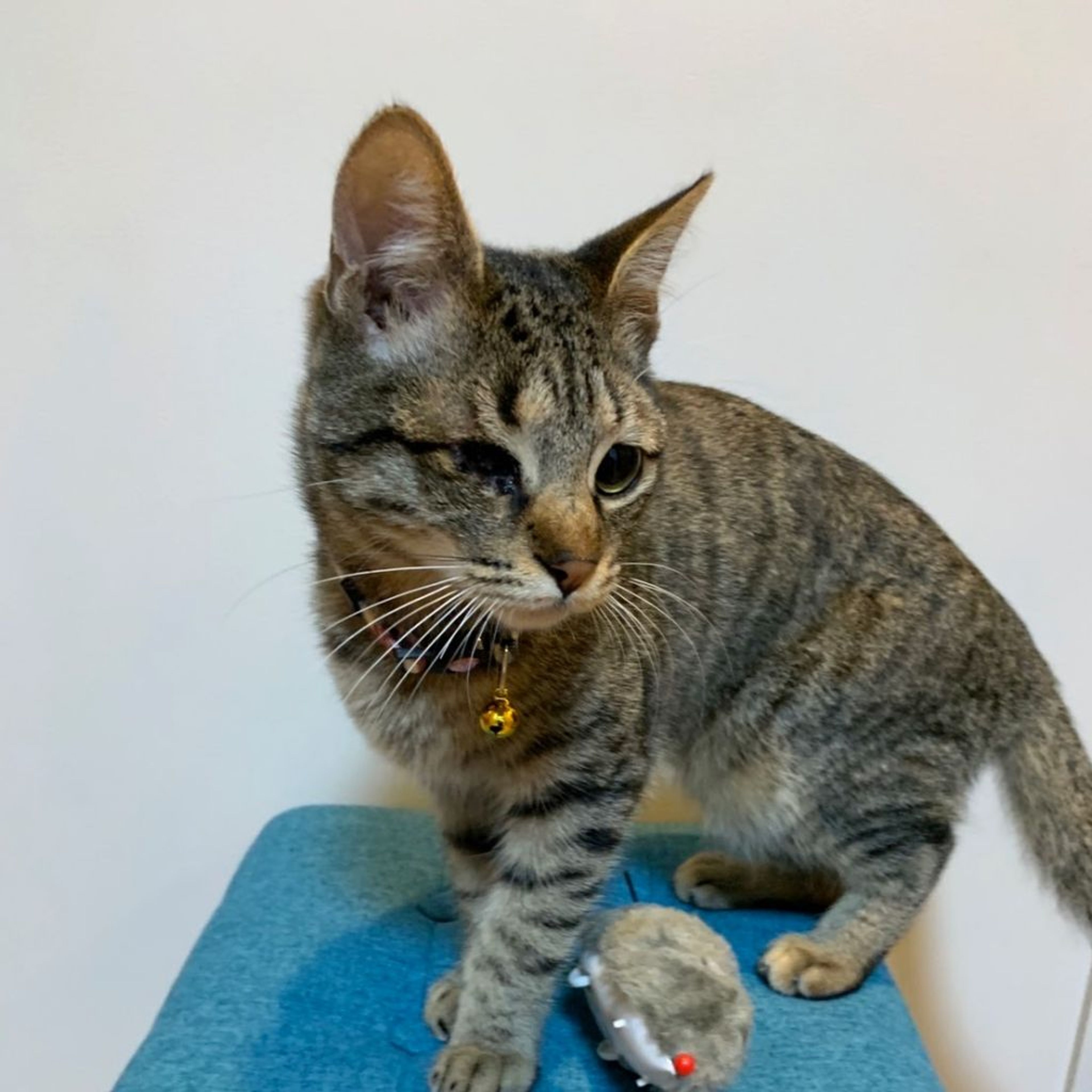 雑種（ミックス猫）・メスの里親募集の写真