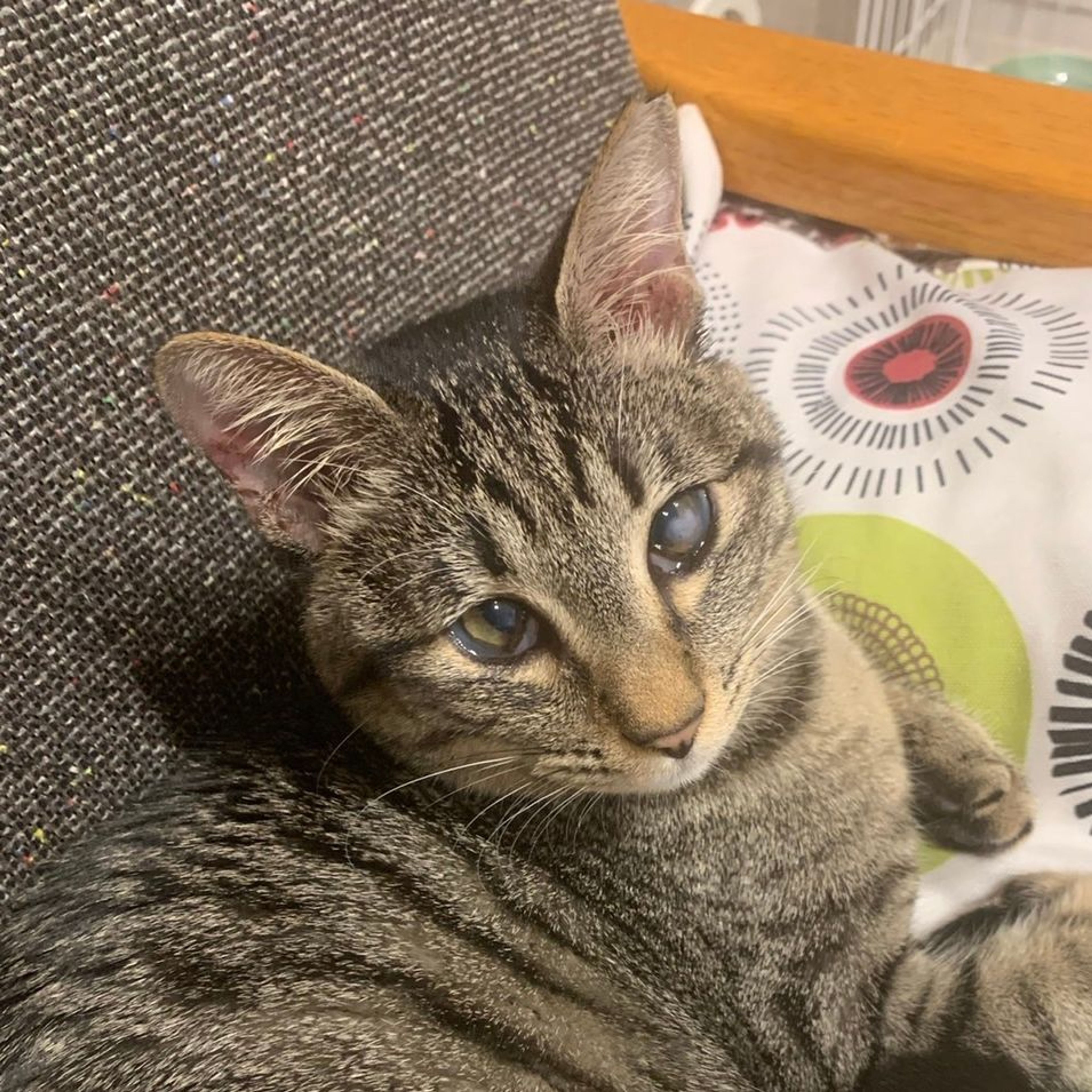 pet-image-2