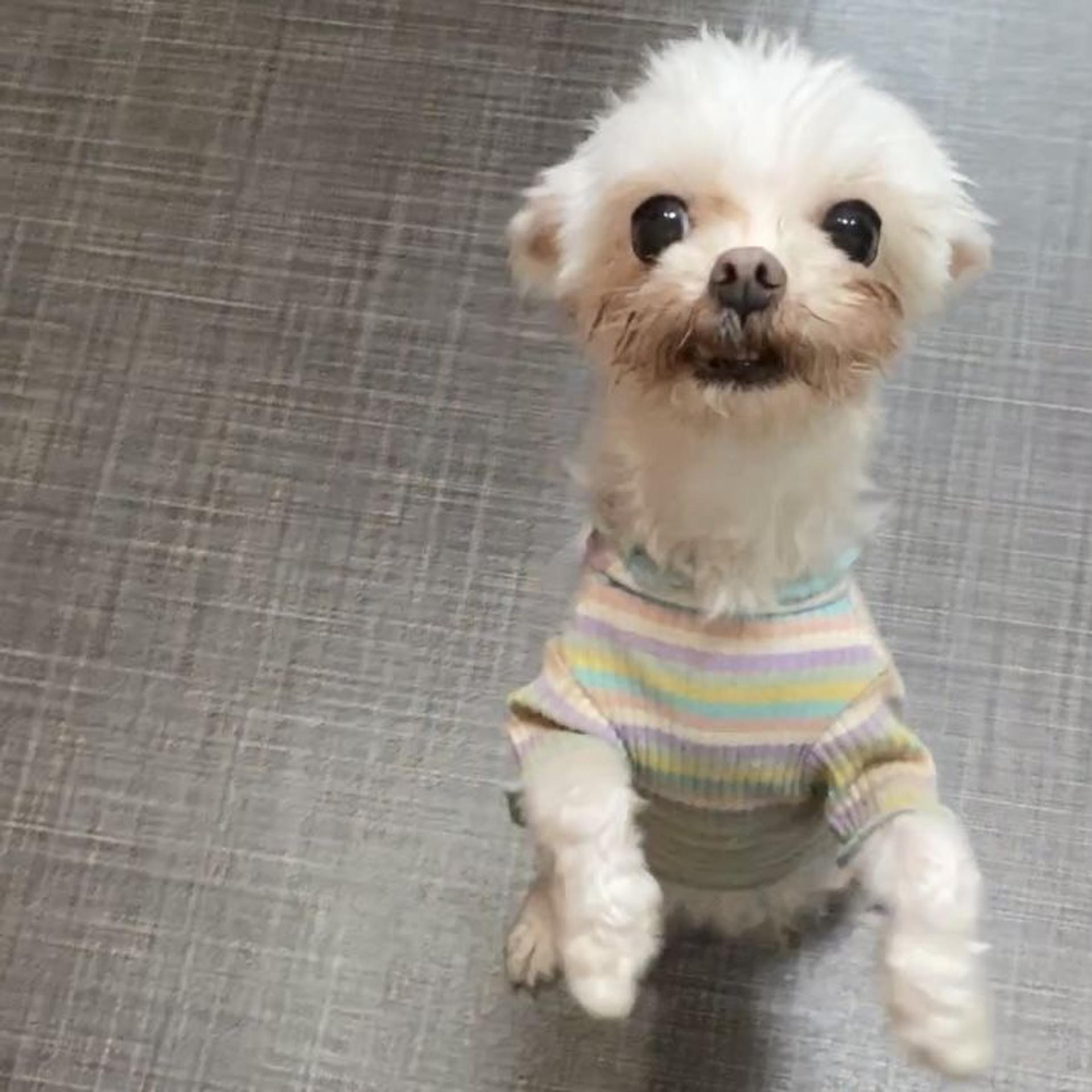 pet-image-4
