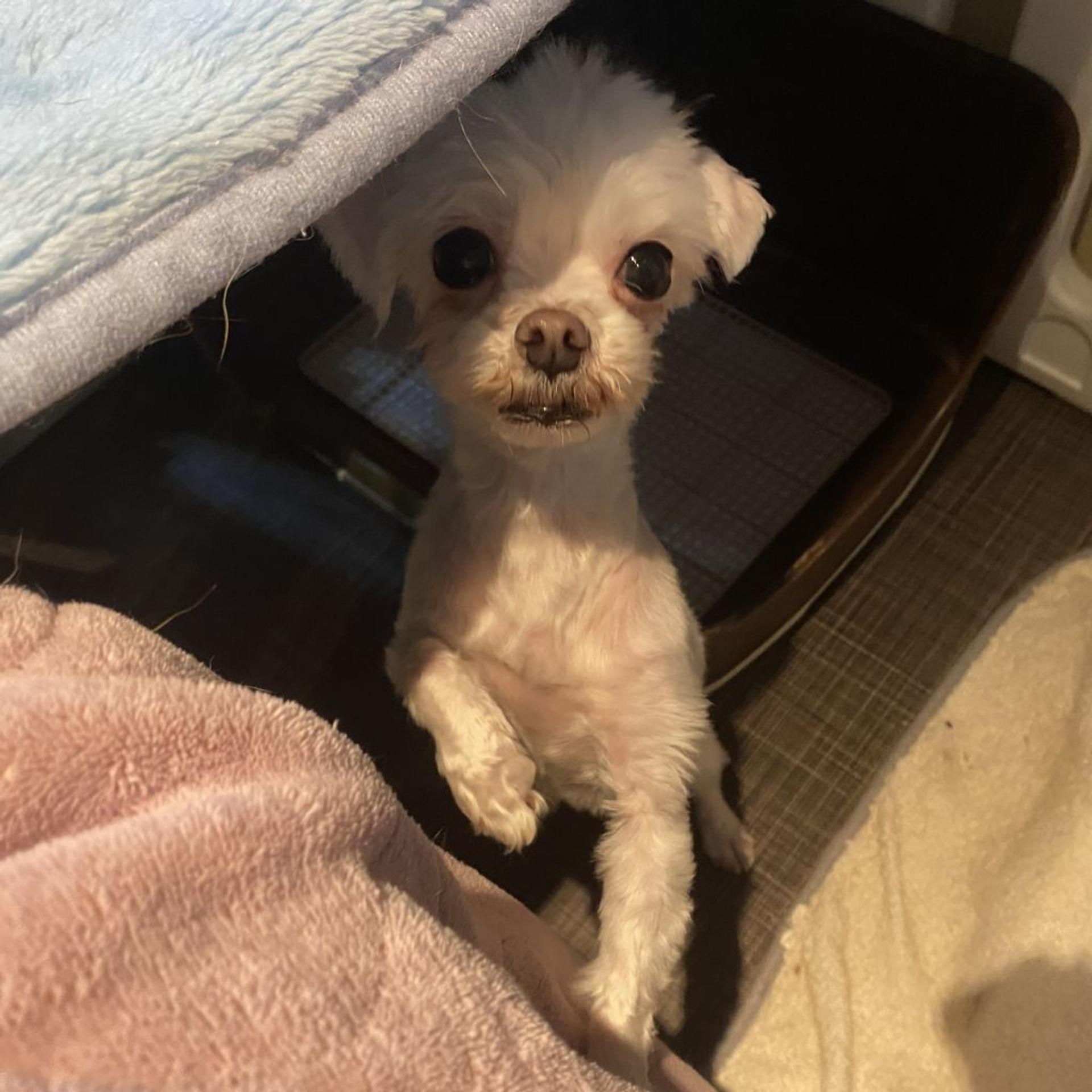 pet-image-5