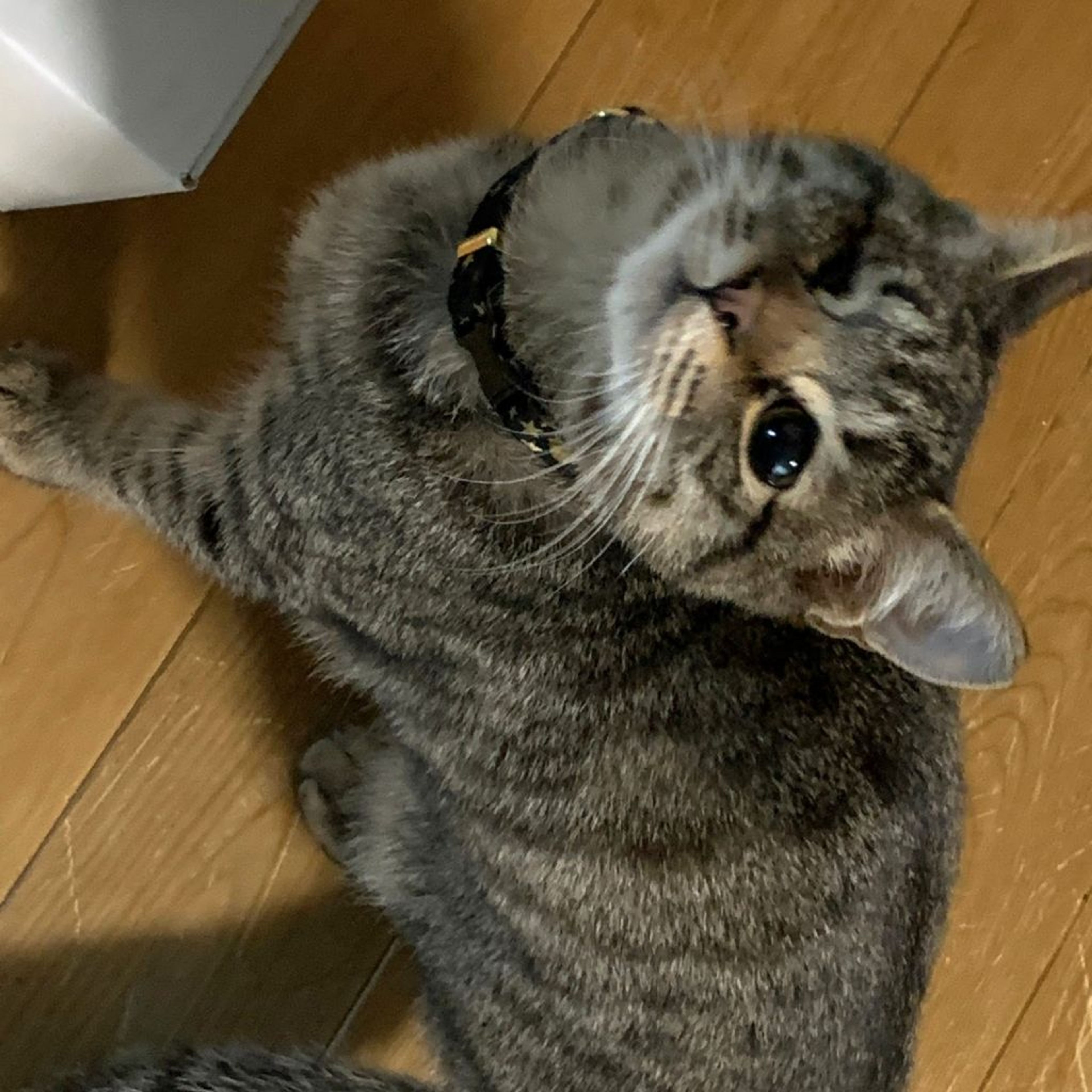 pet-image-2