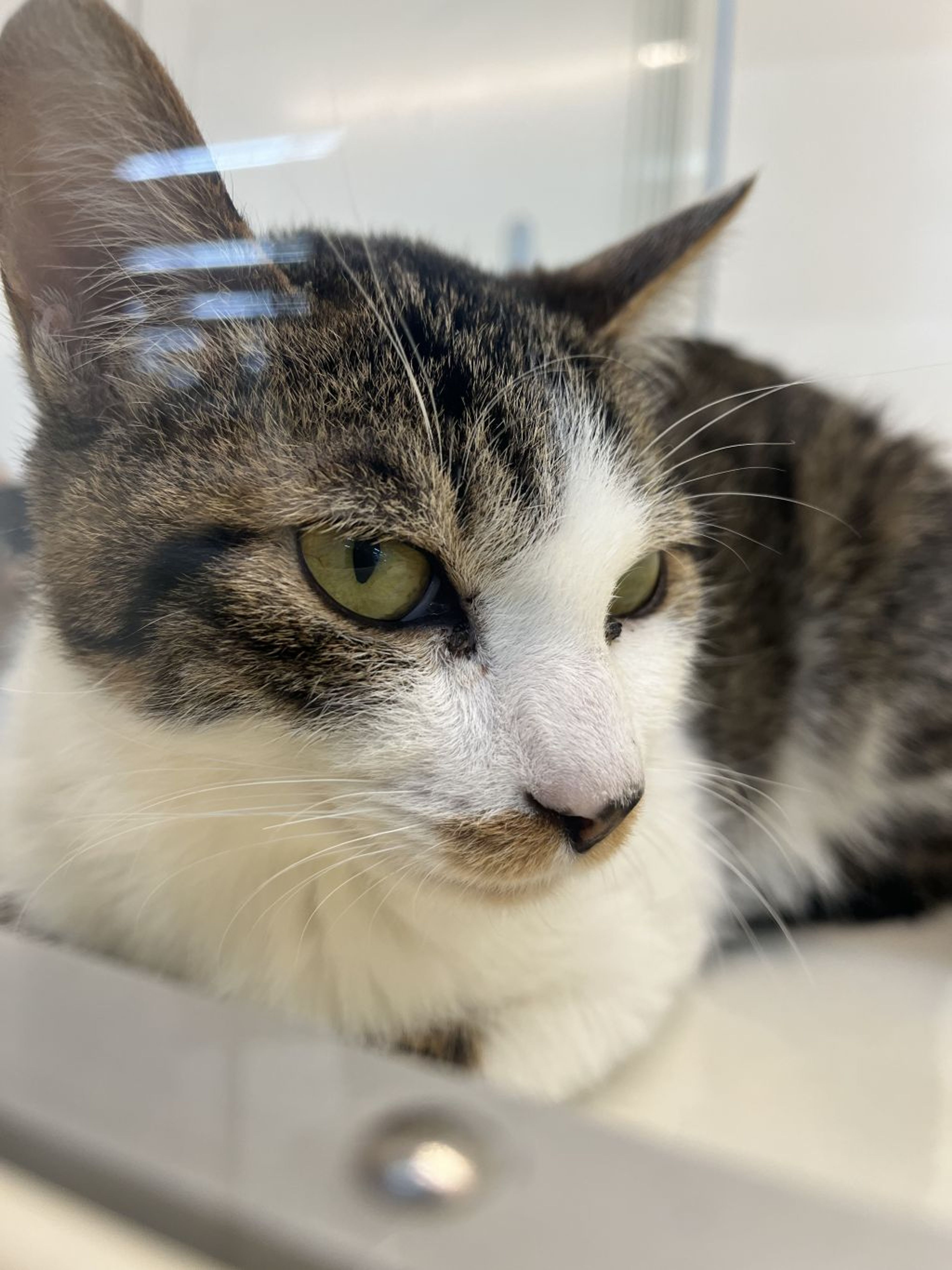 pet-image-2