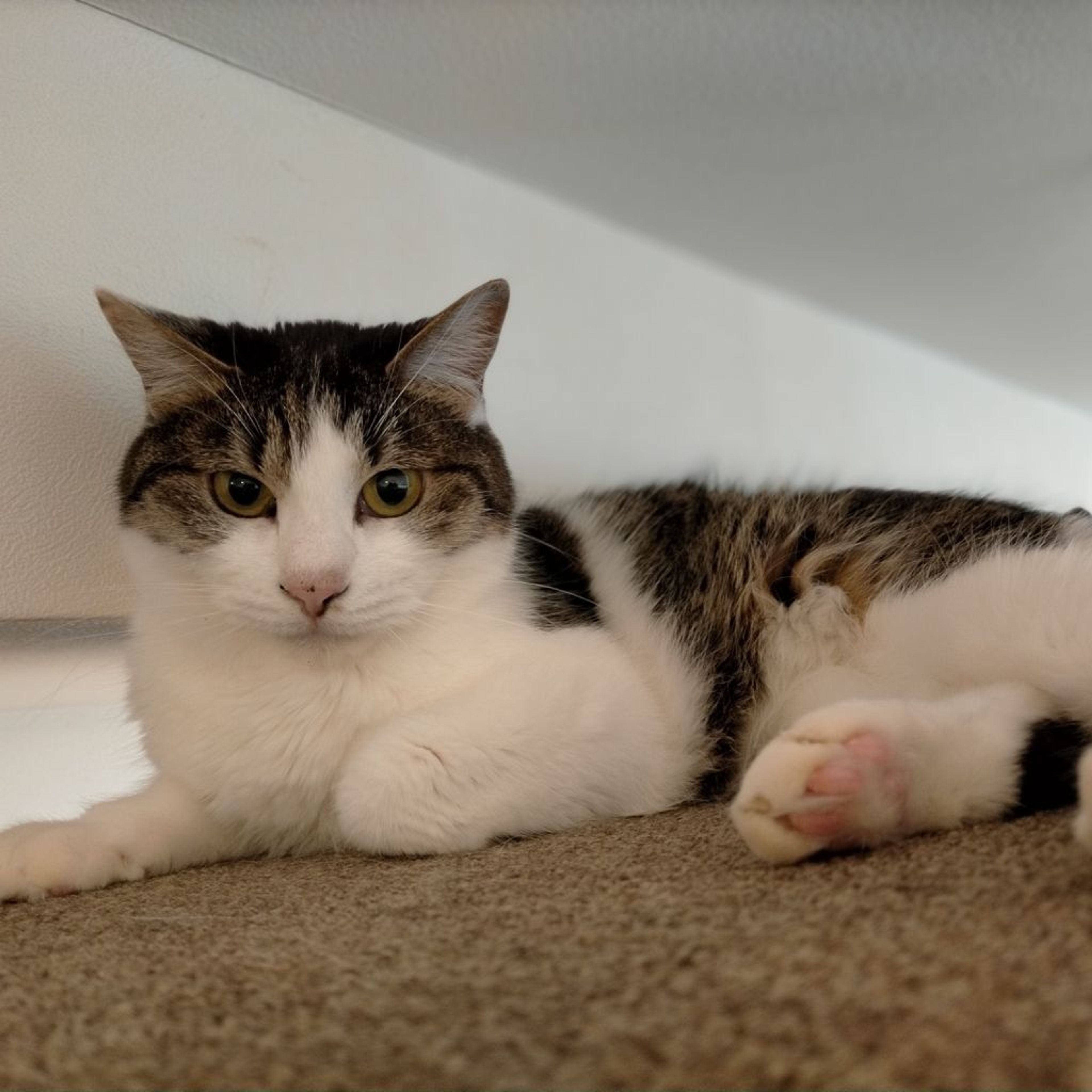 pet-image-2