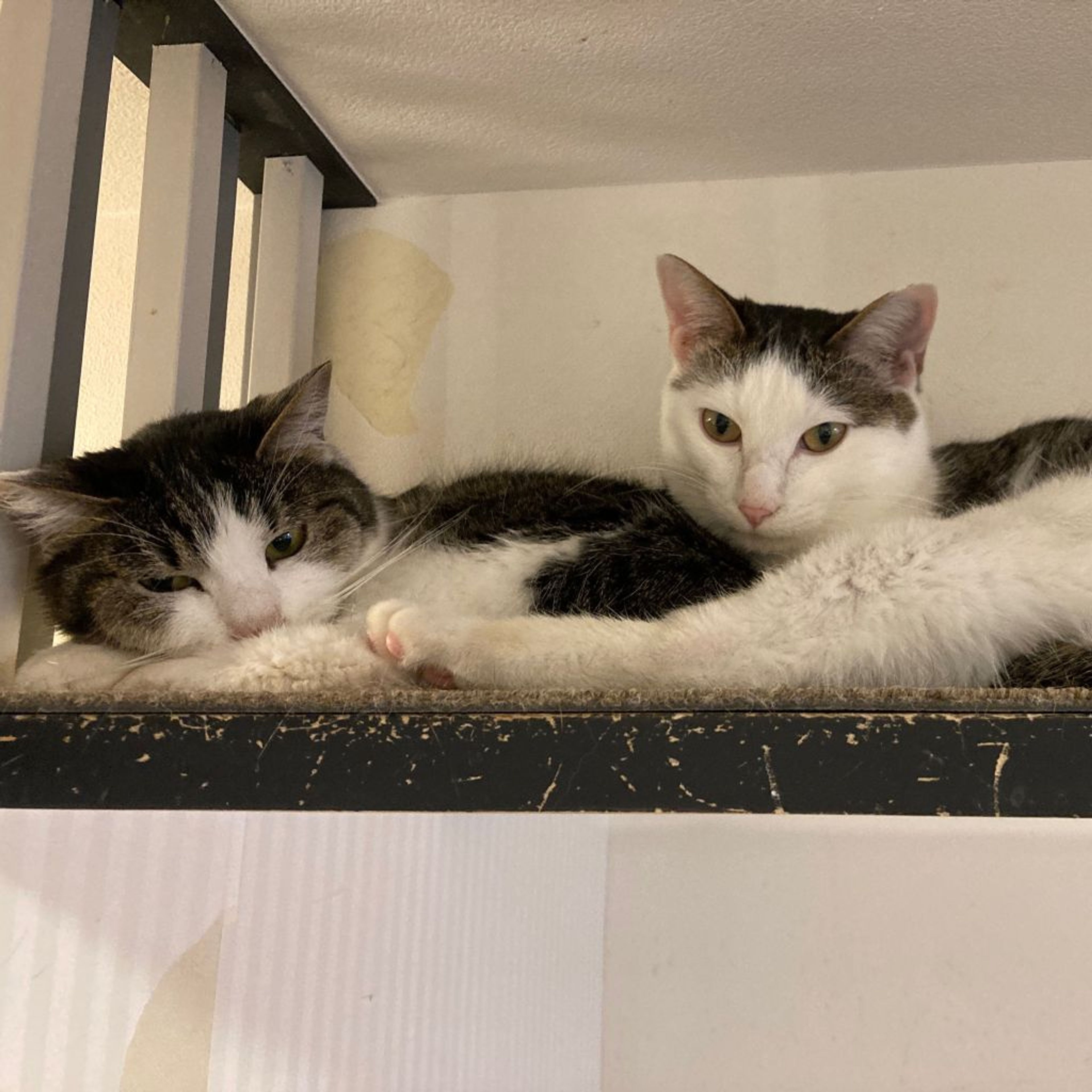 pet-image-3