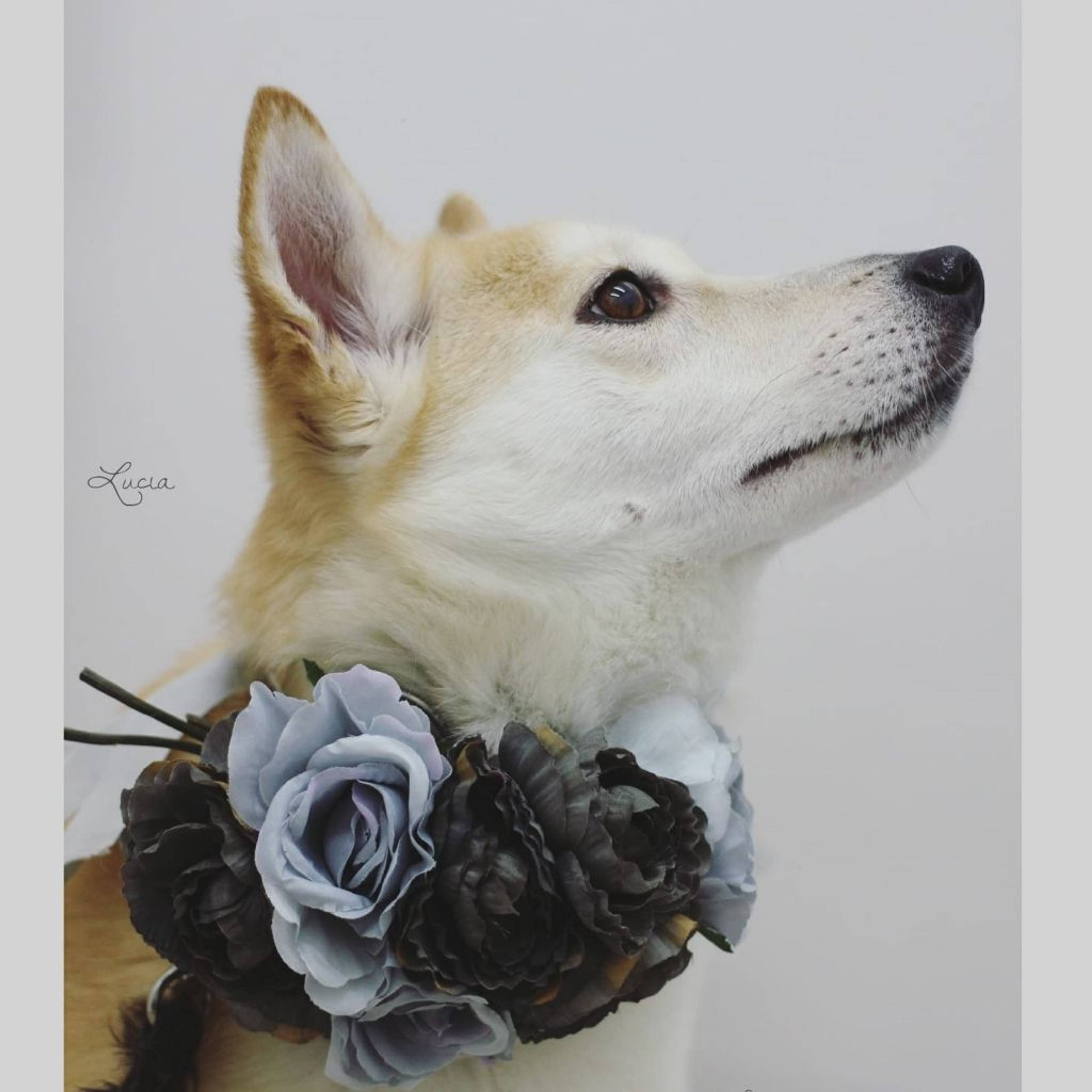 雑種（ミックス犬）・メスの里親募集の写真