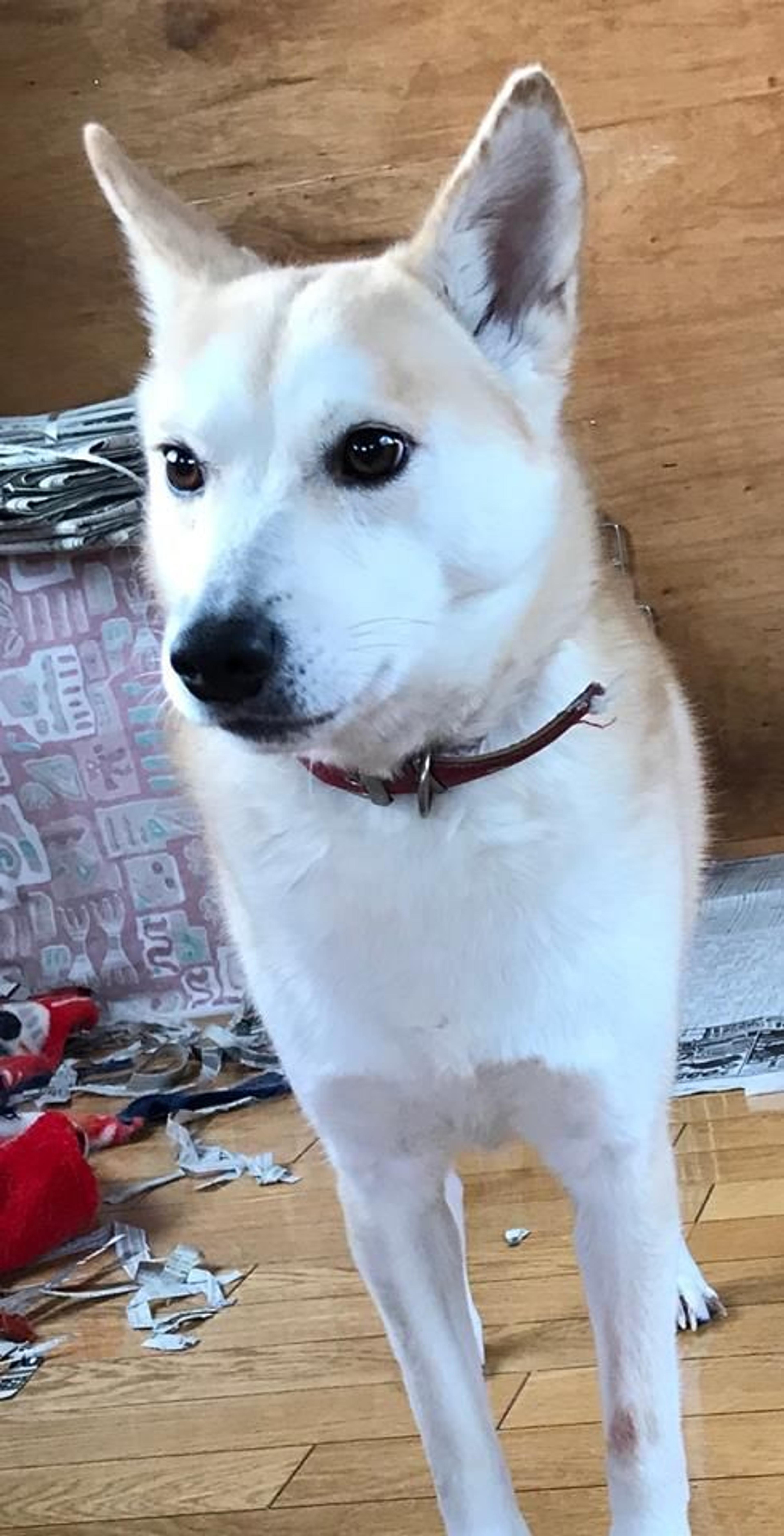 pet-image-3