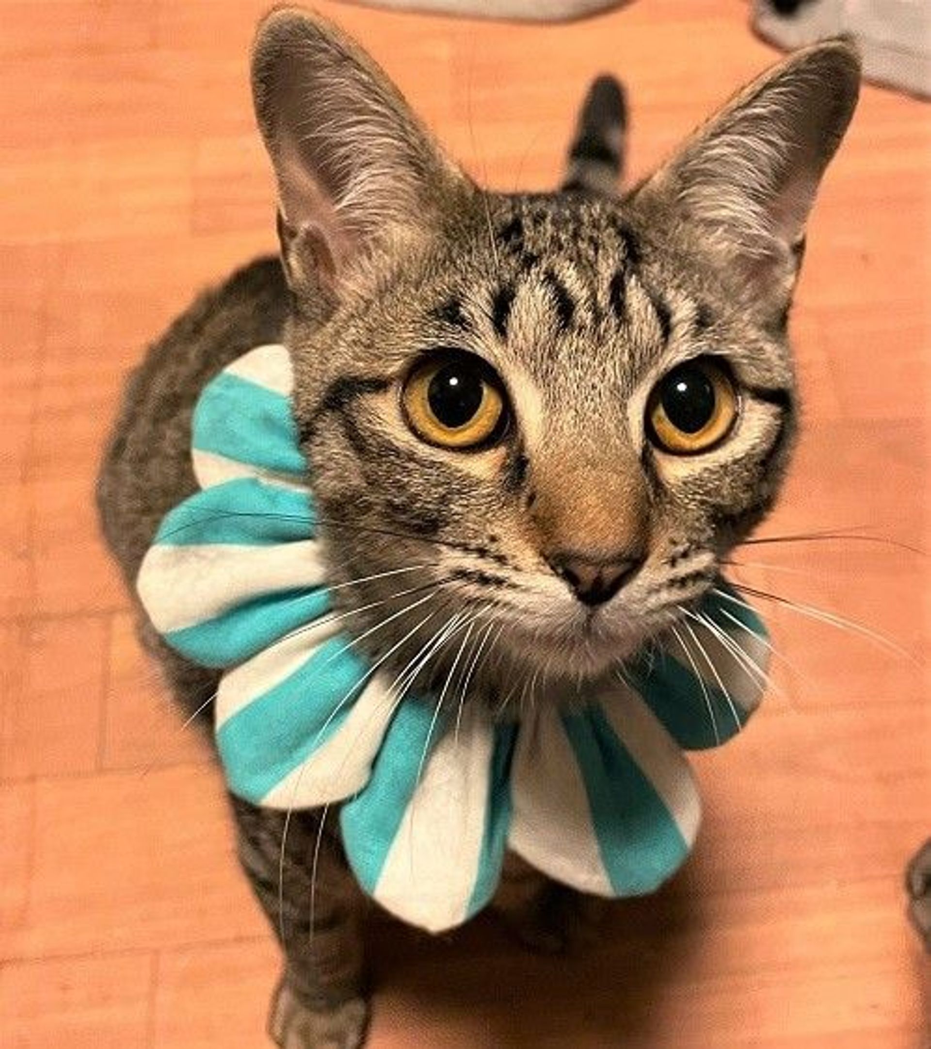 雑種（ミックス猫）・メスの里親募集の写真
