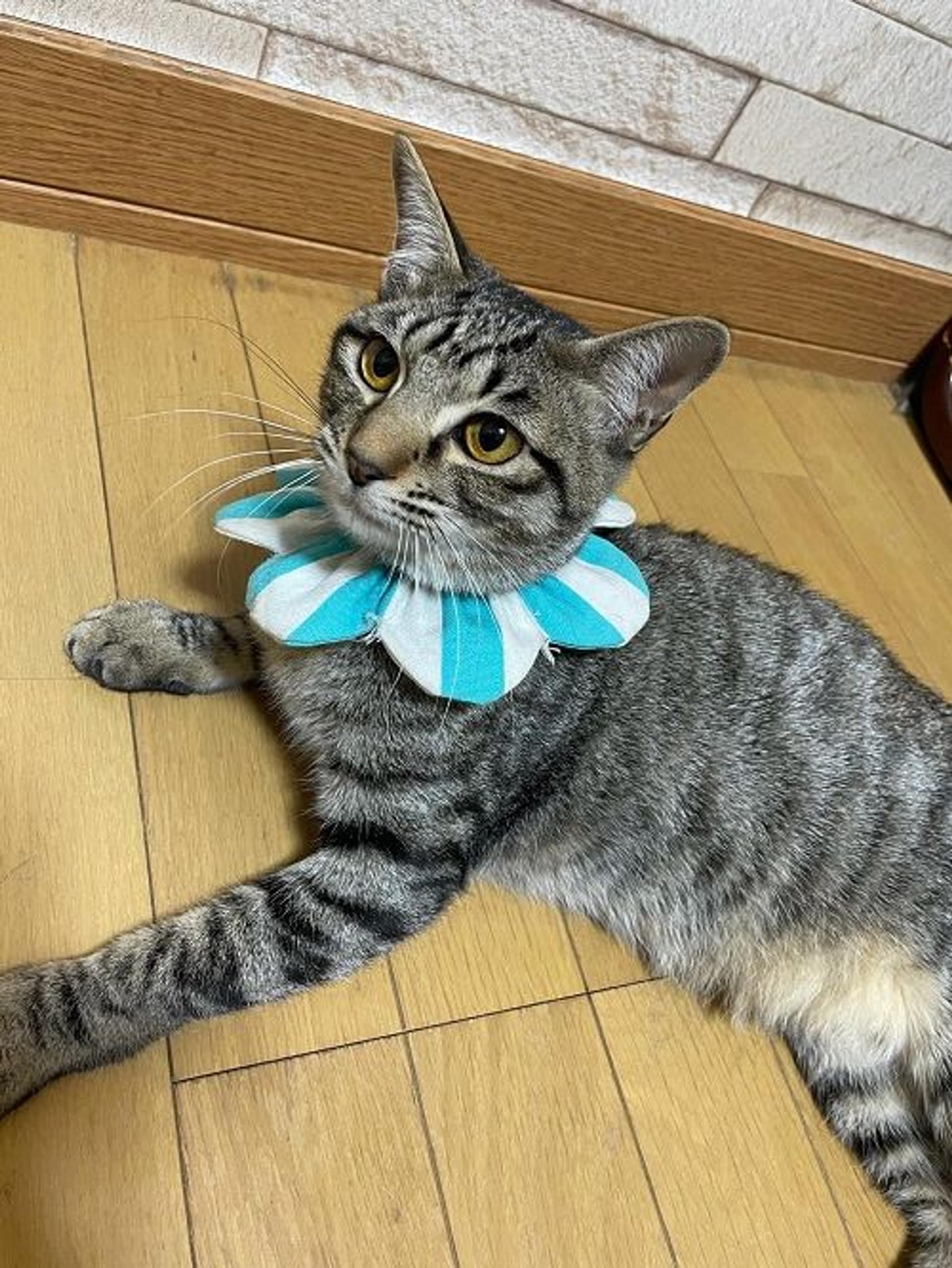 pet-image-2