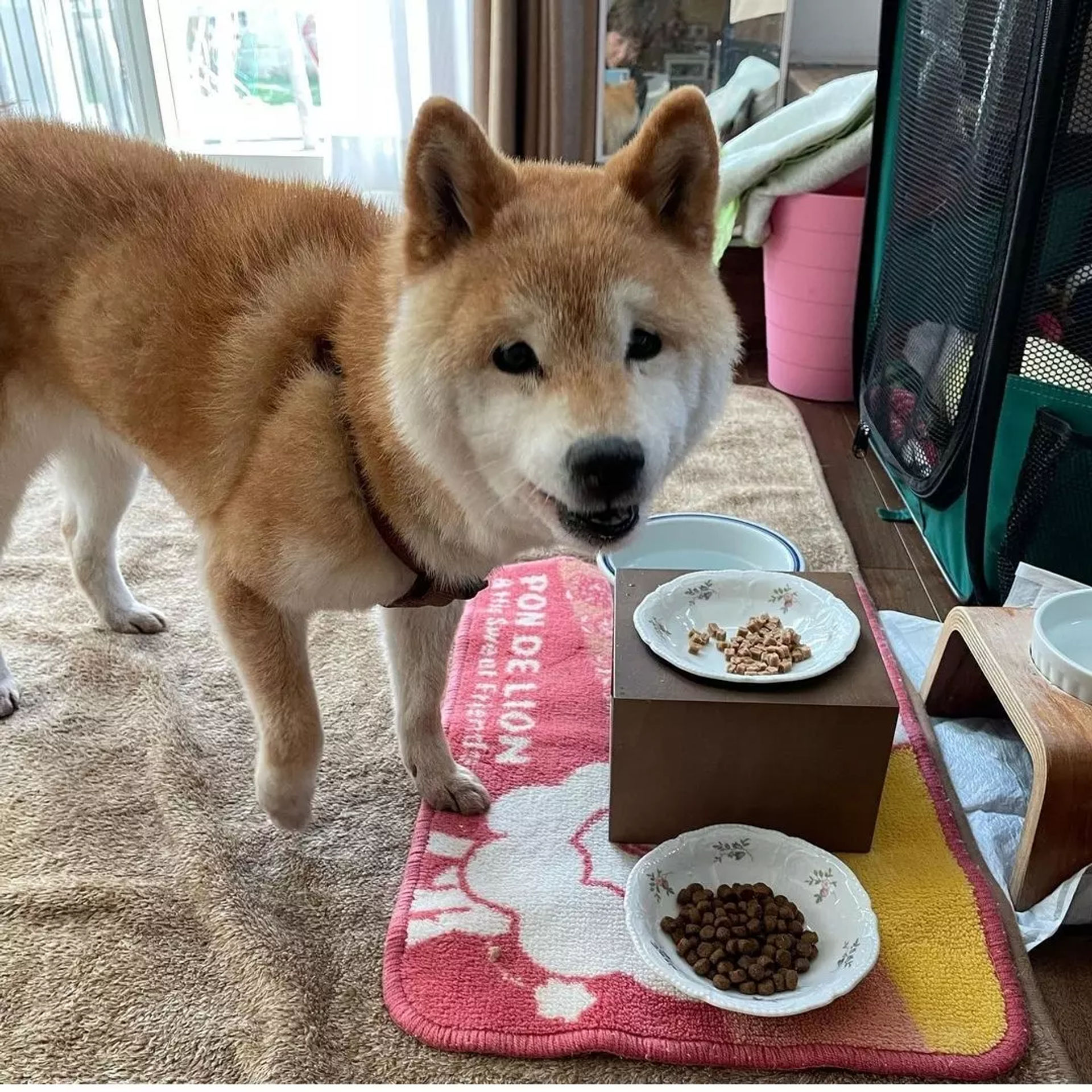 柴犬・メスの里親募集の写真