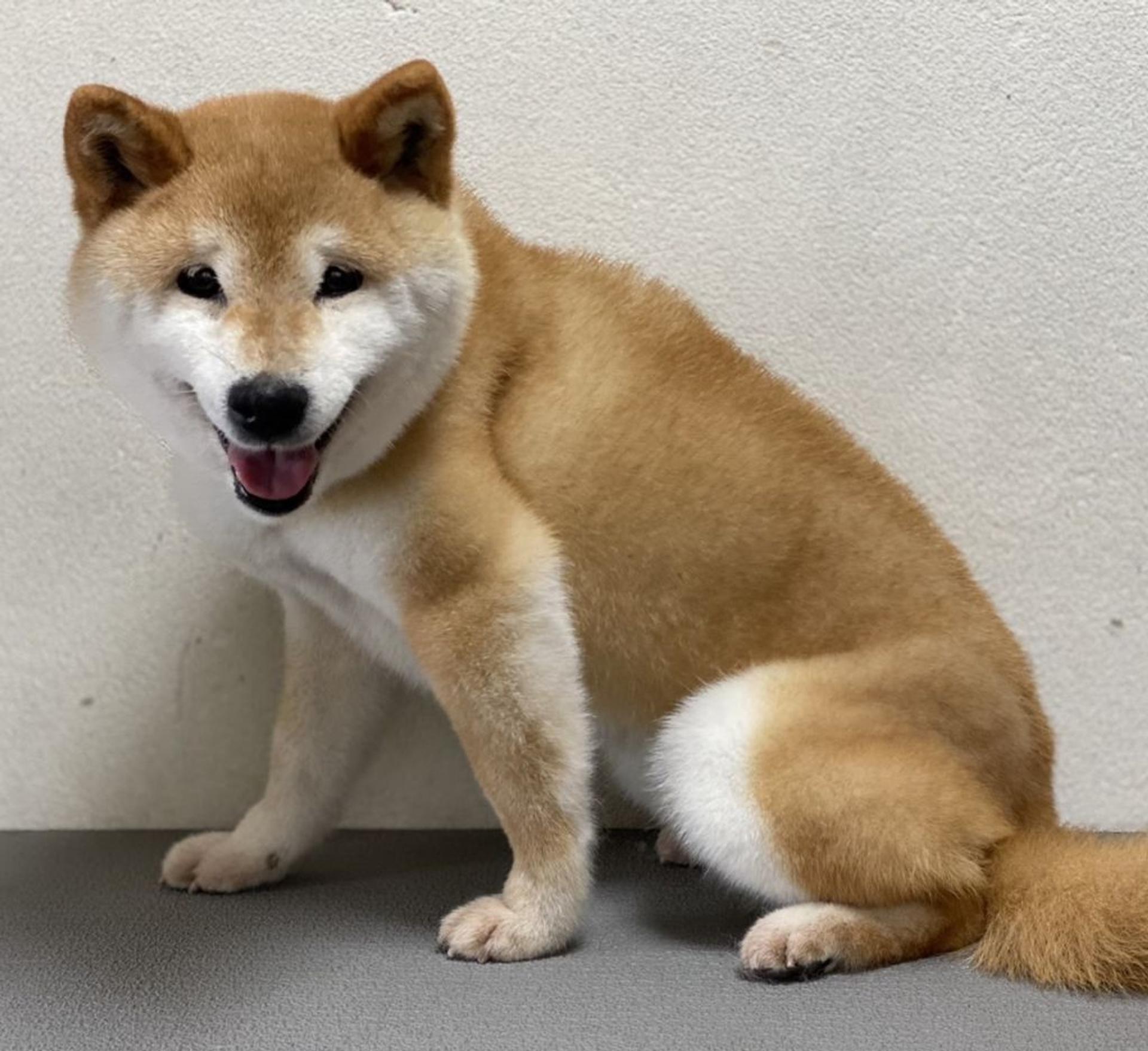 pet-image-2