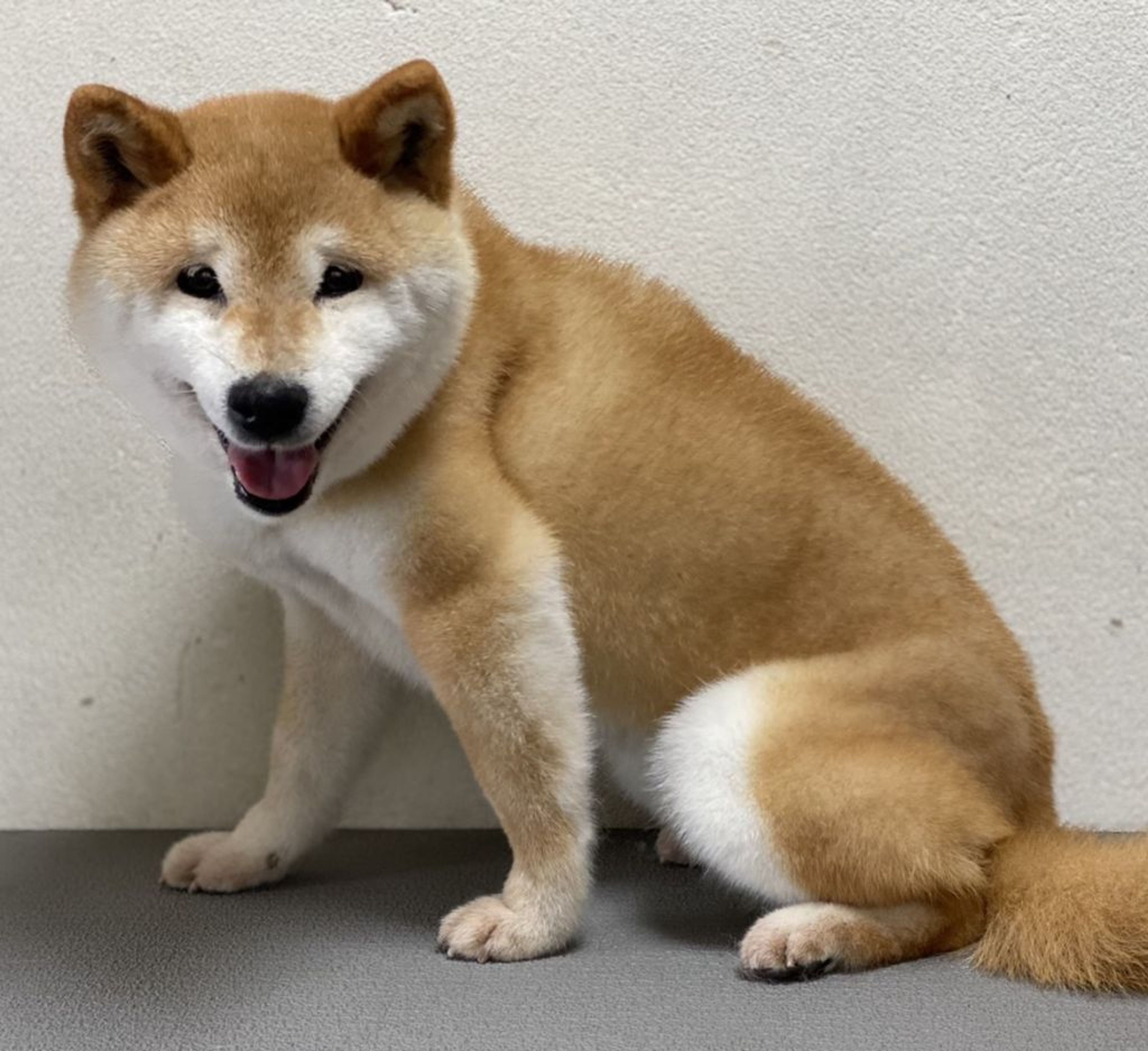 pet-image-2