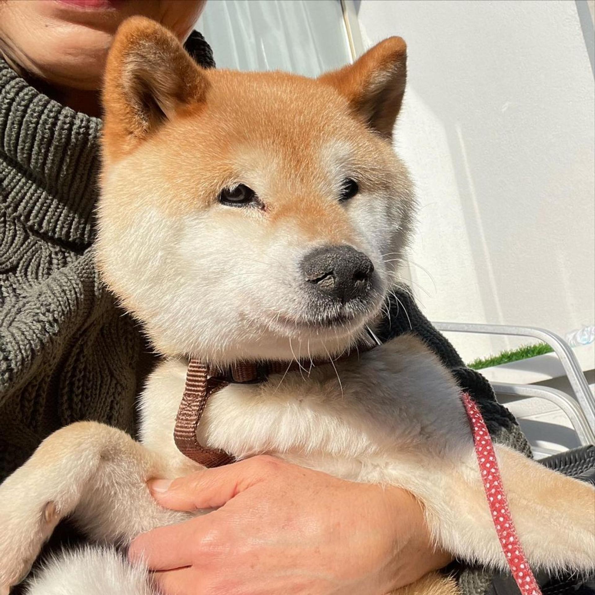 pet-image-4