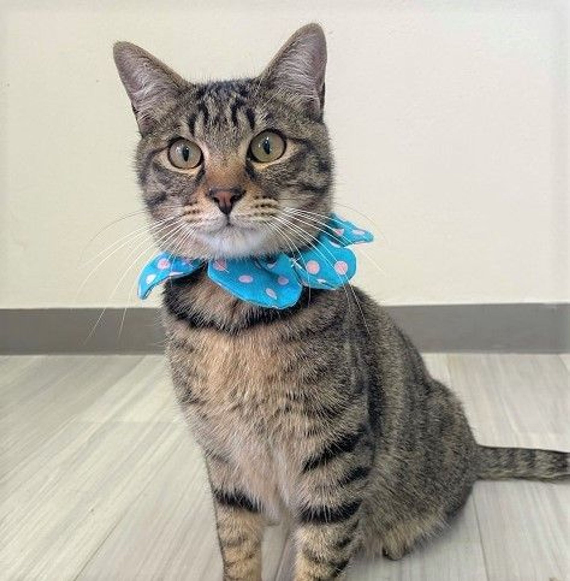 雑種（ミックス猫）・オスの里親募集の写真