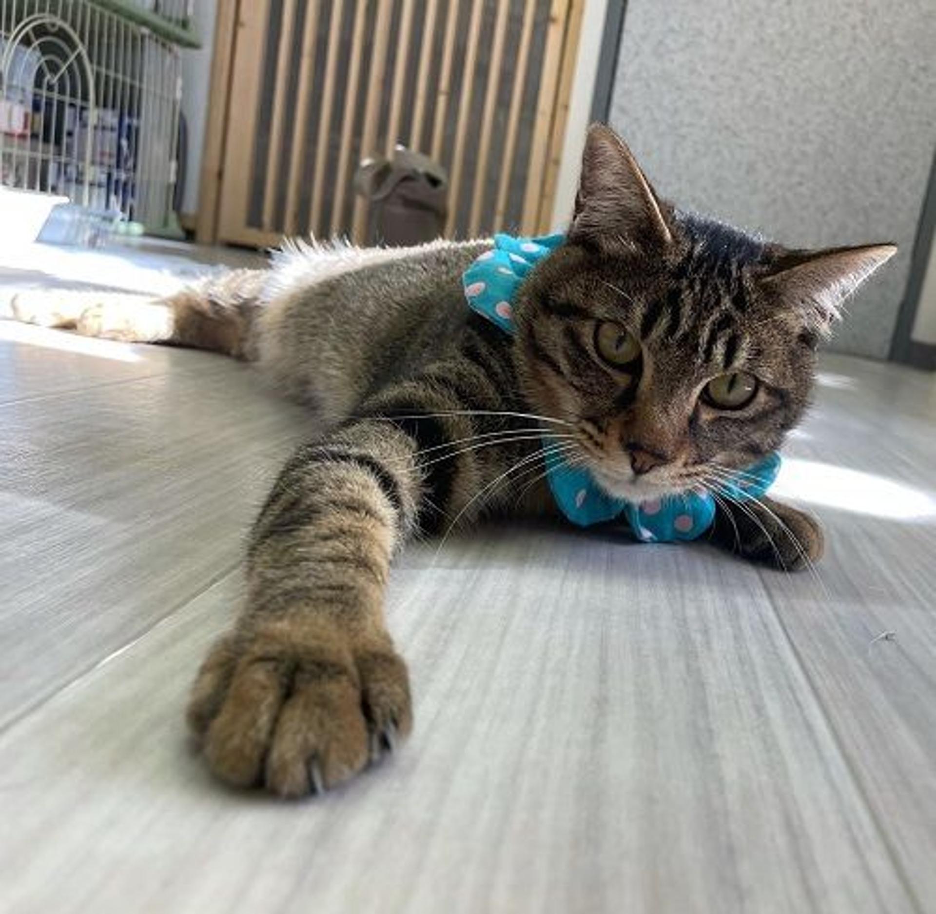 pet-image-2