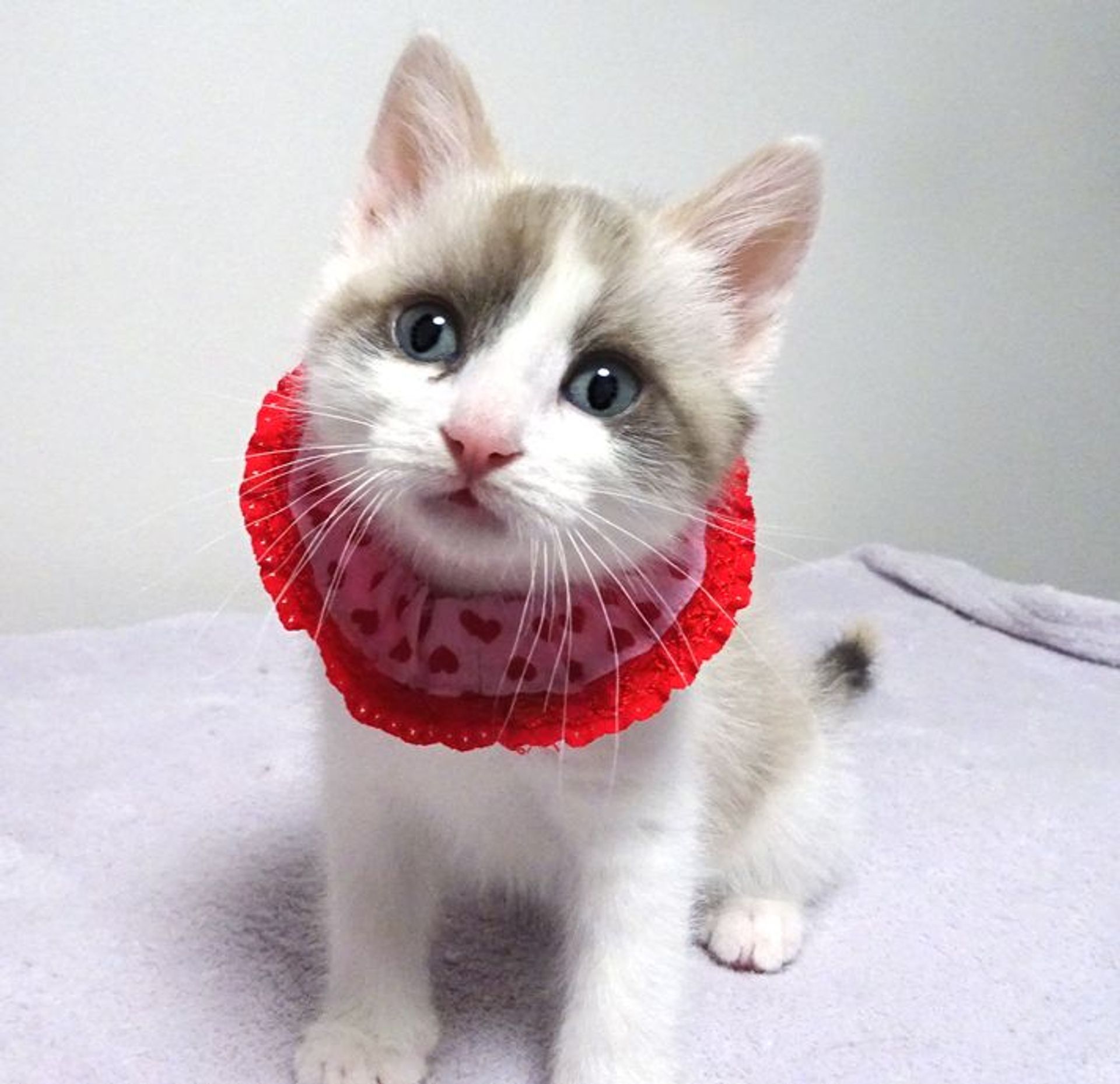 雑種（ミックス猫）・メスの里親募集の写真