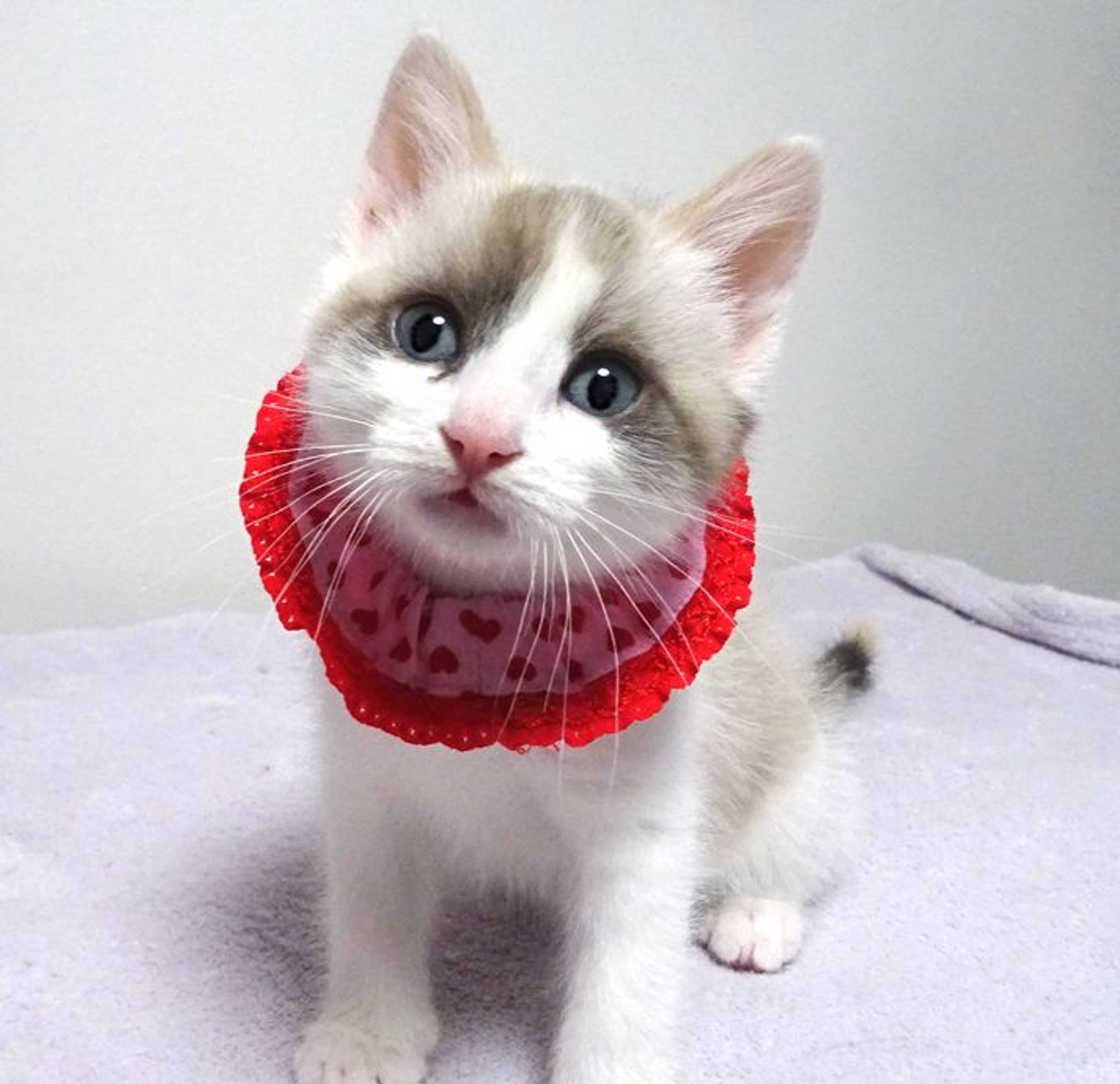 雑種（ミックス猫）・メスの里親募集の写真