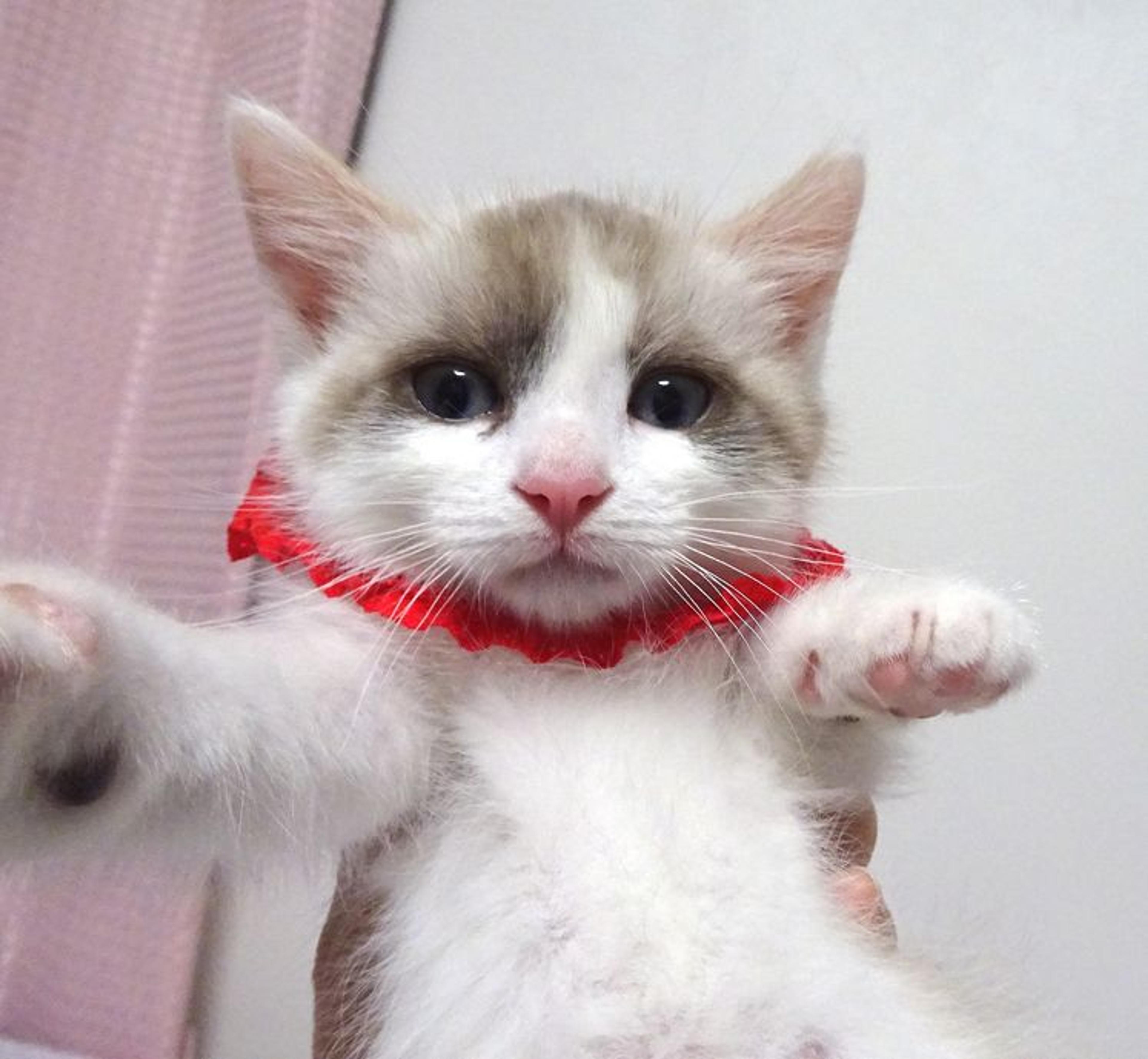 pet-image-2