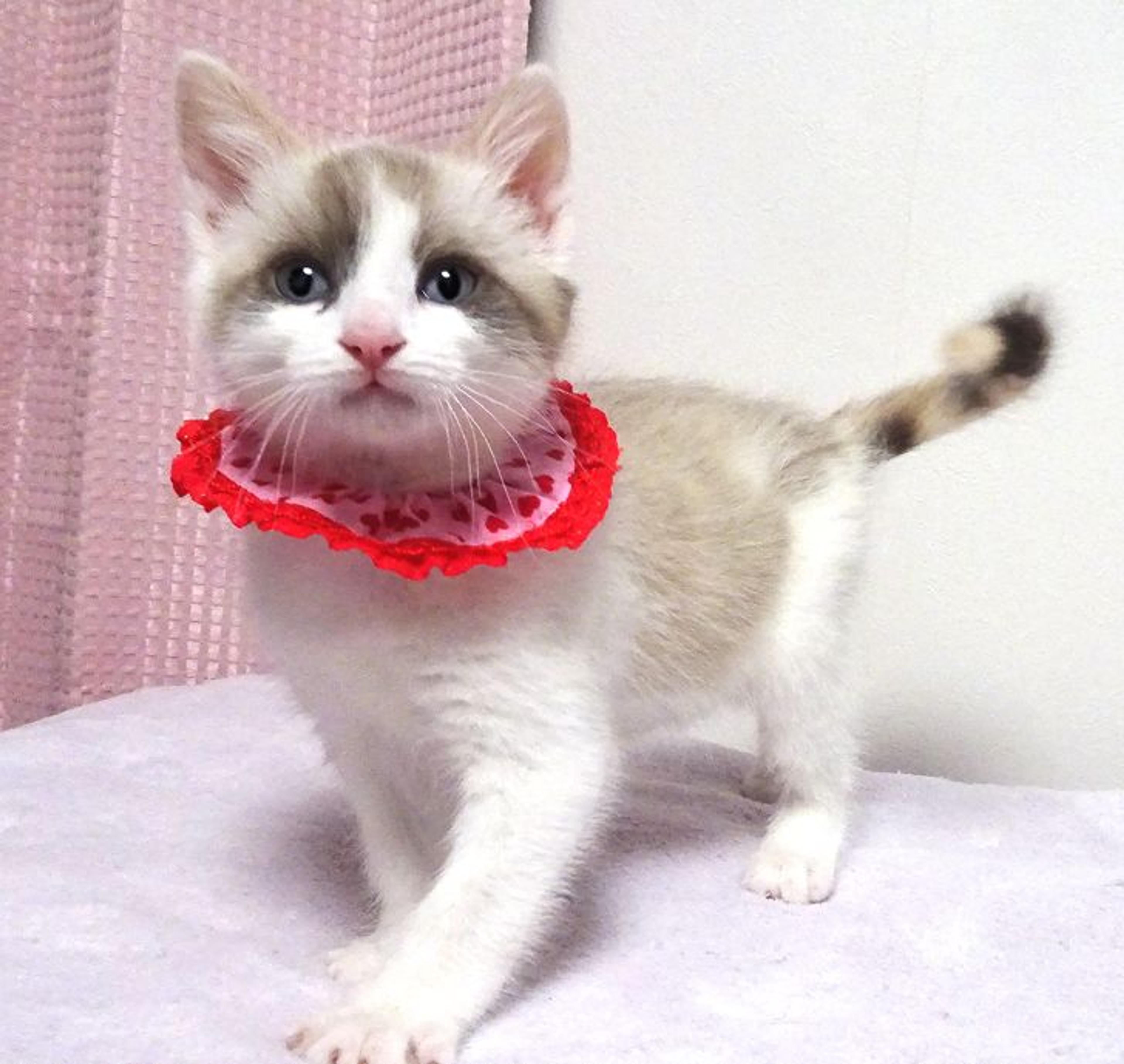 pet-image-3