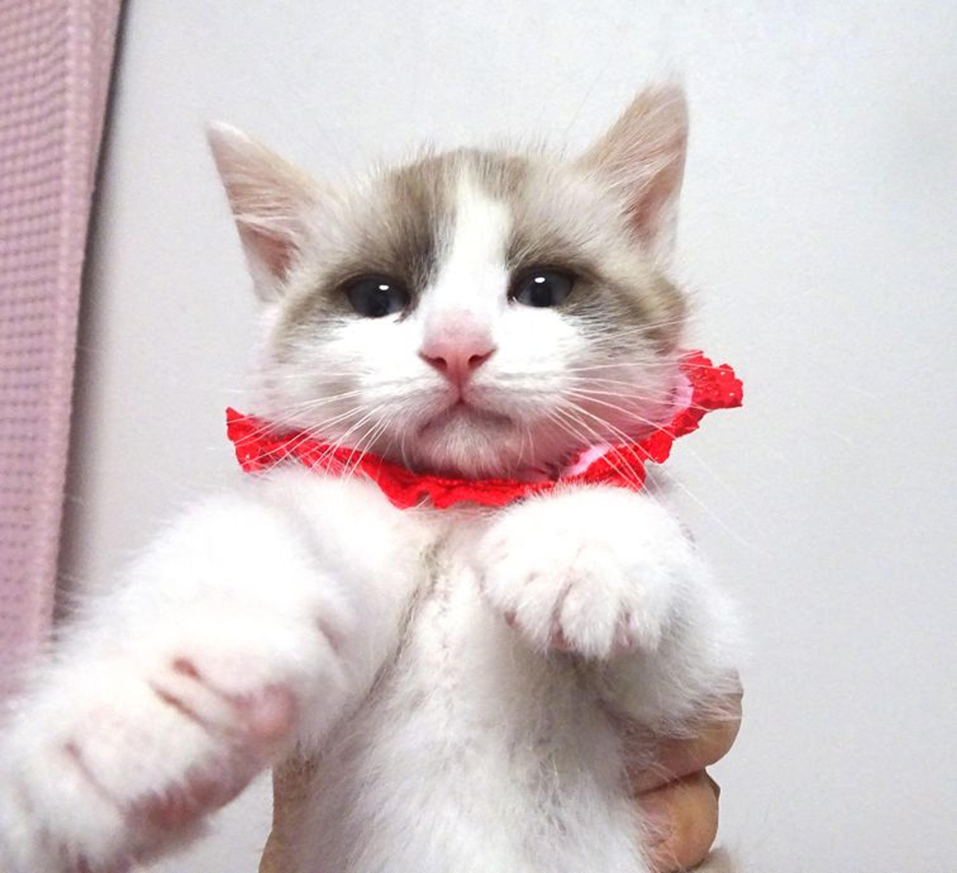 pet-image-4