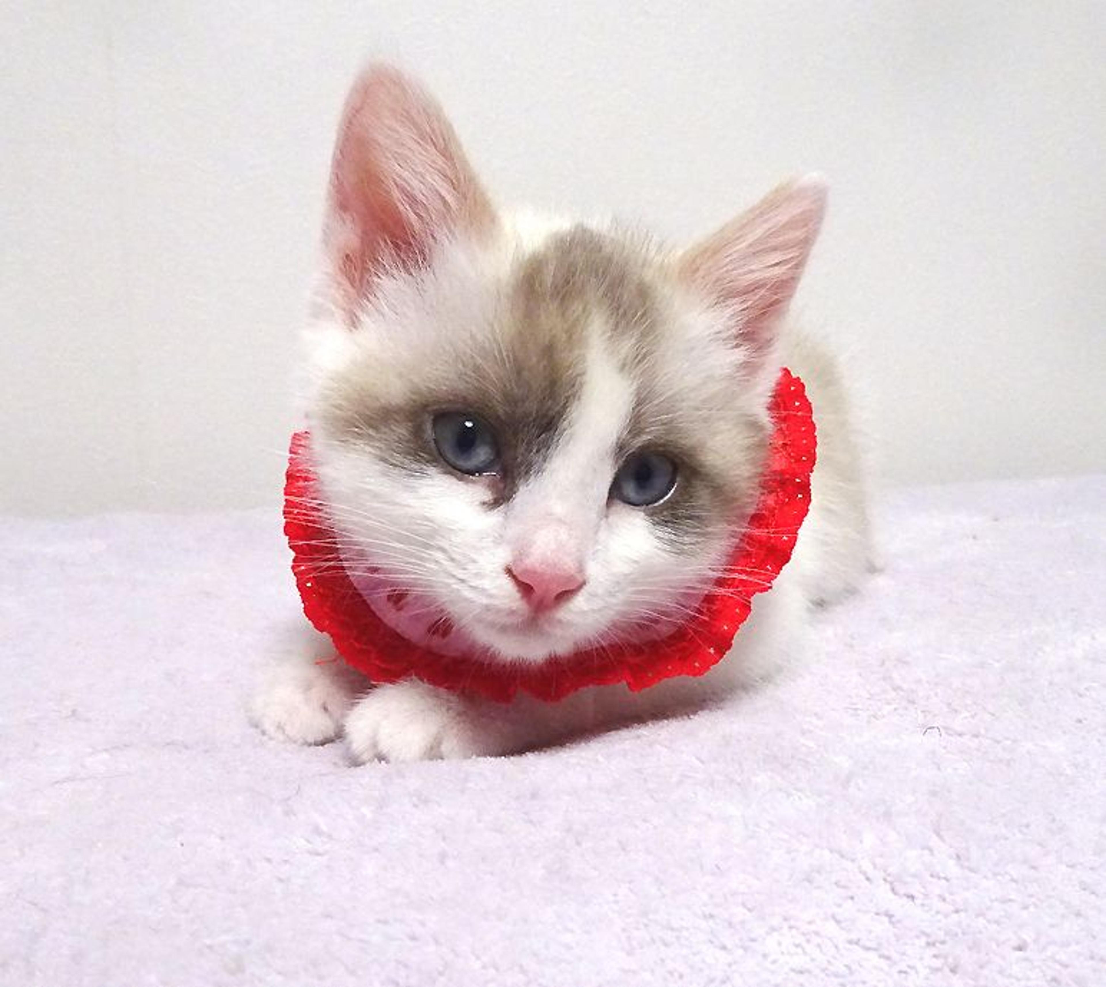 pet-image-5