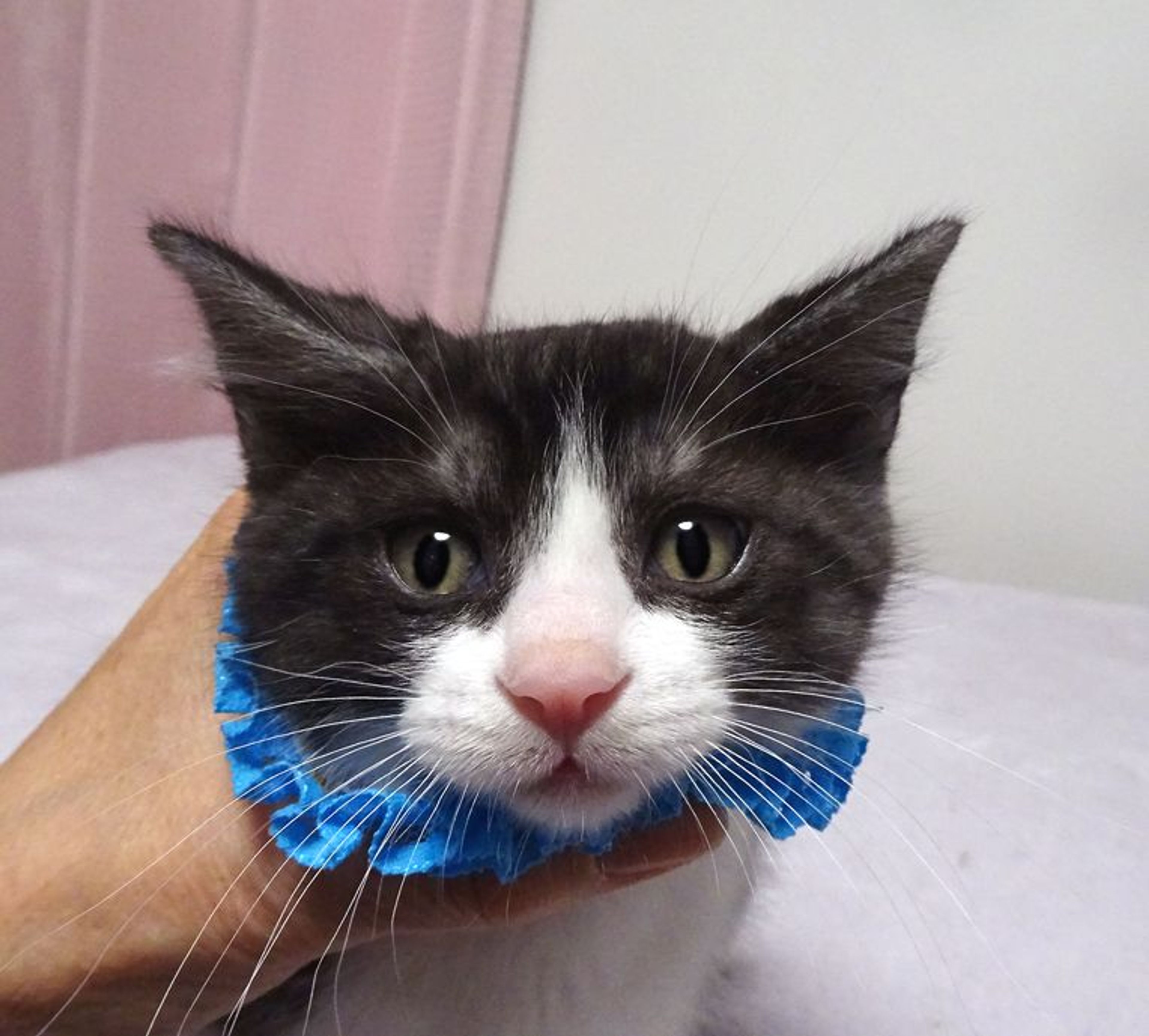 雑種（ミックス猫）・オスの里親募集の写真