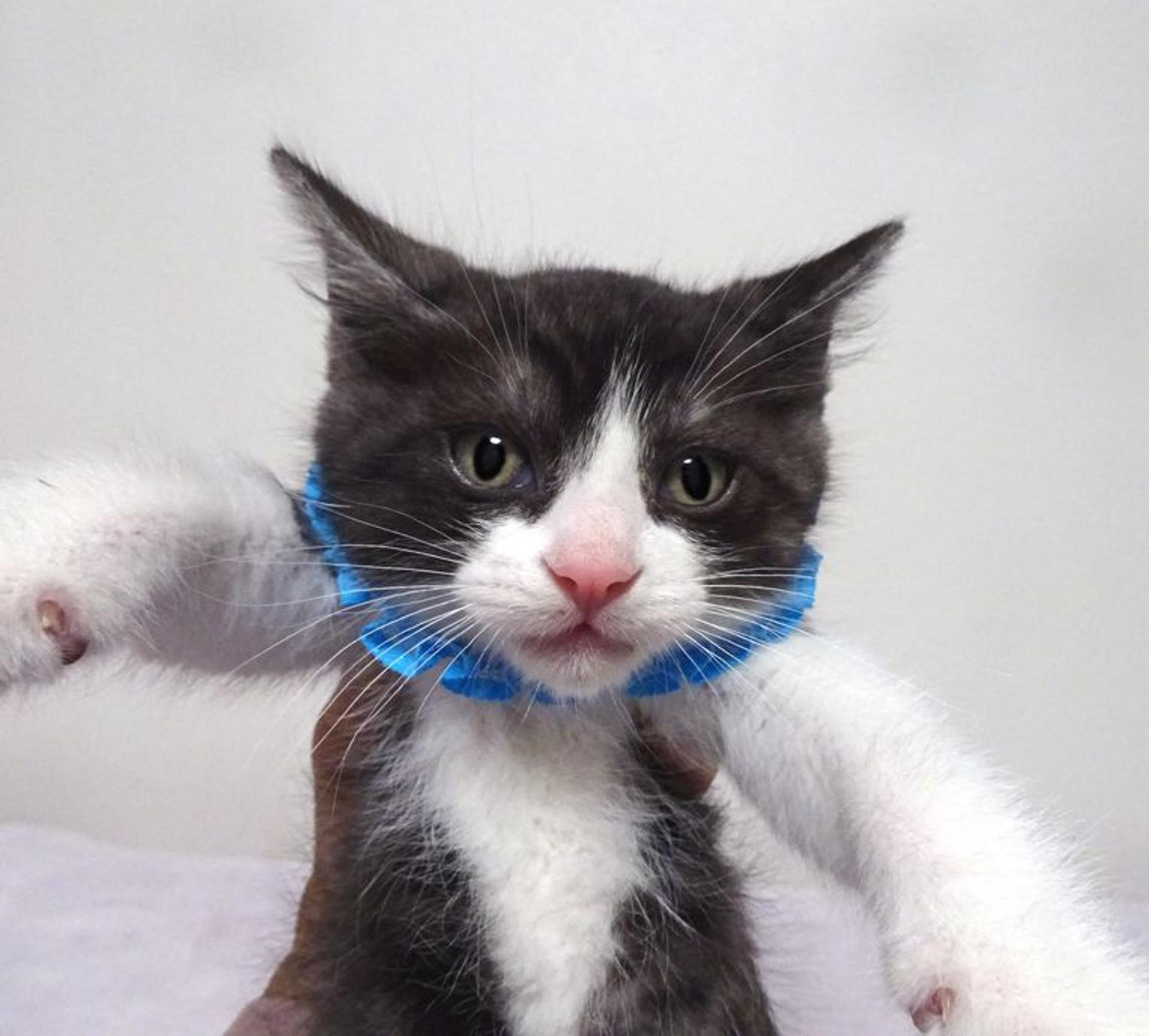 pet-image-2