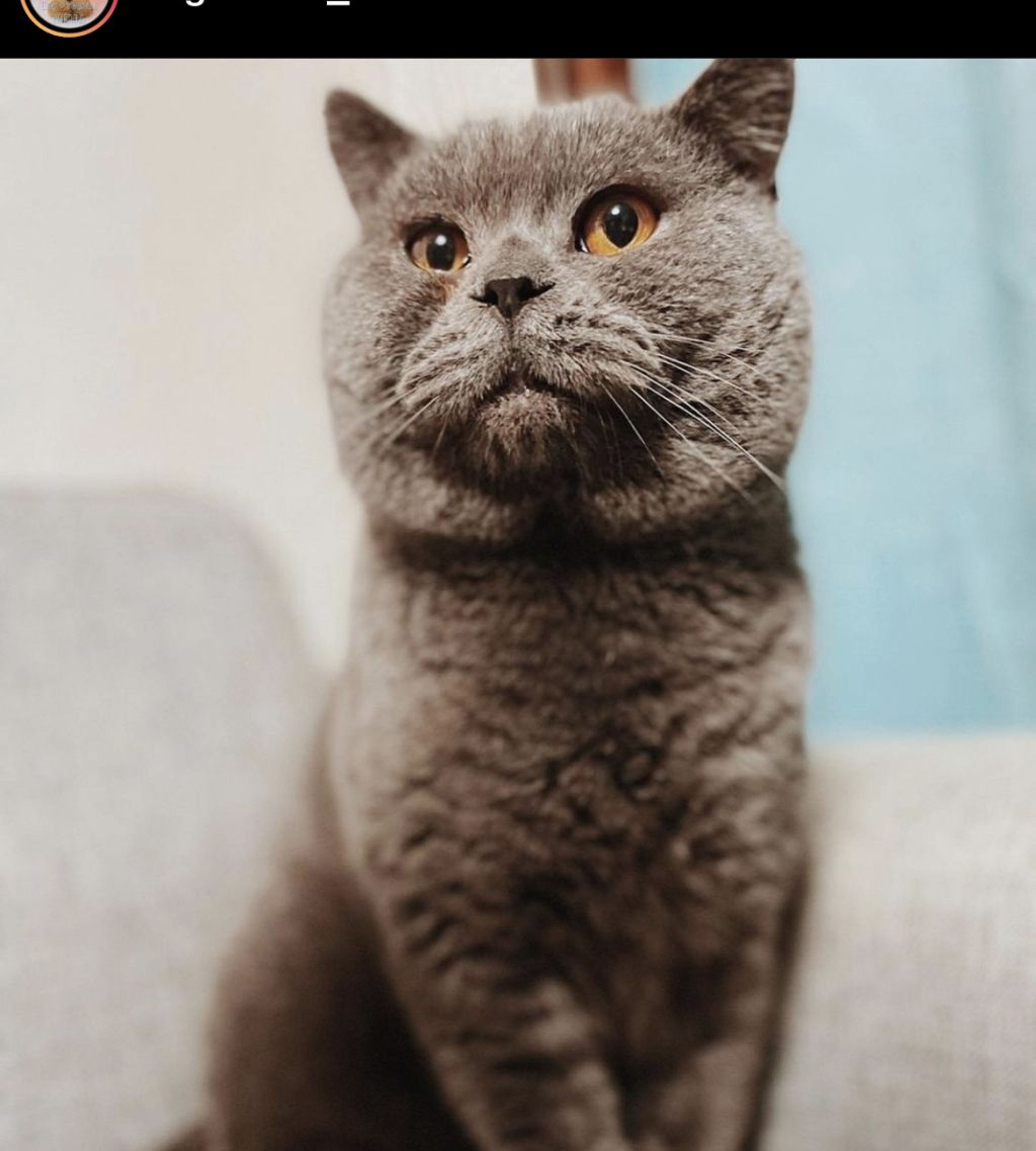 ブリティッシュショートヘア・オスの里親募集の写真