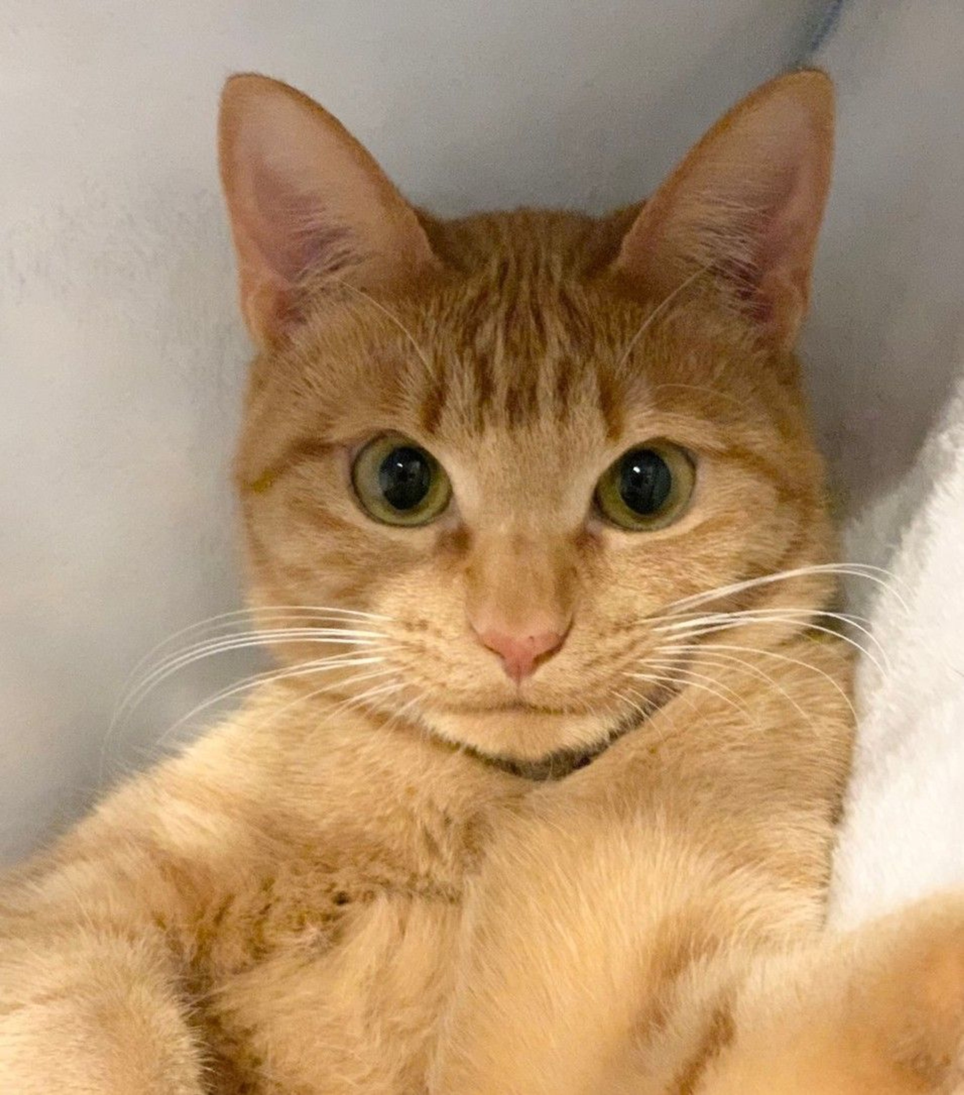 雑種（ミックス猫）・メスの里親募集の写真