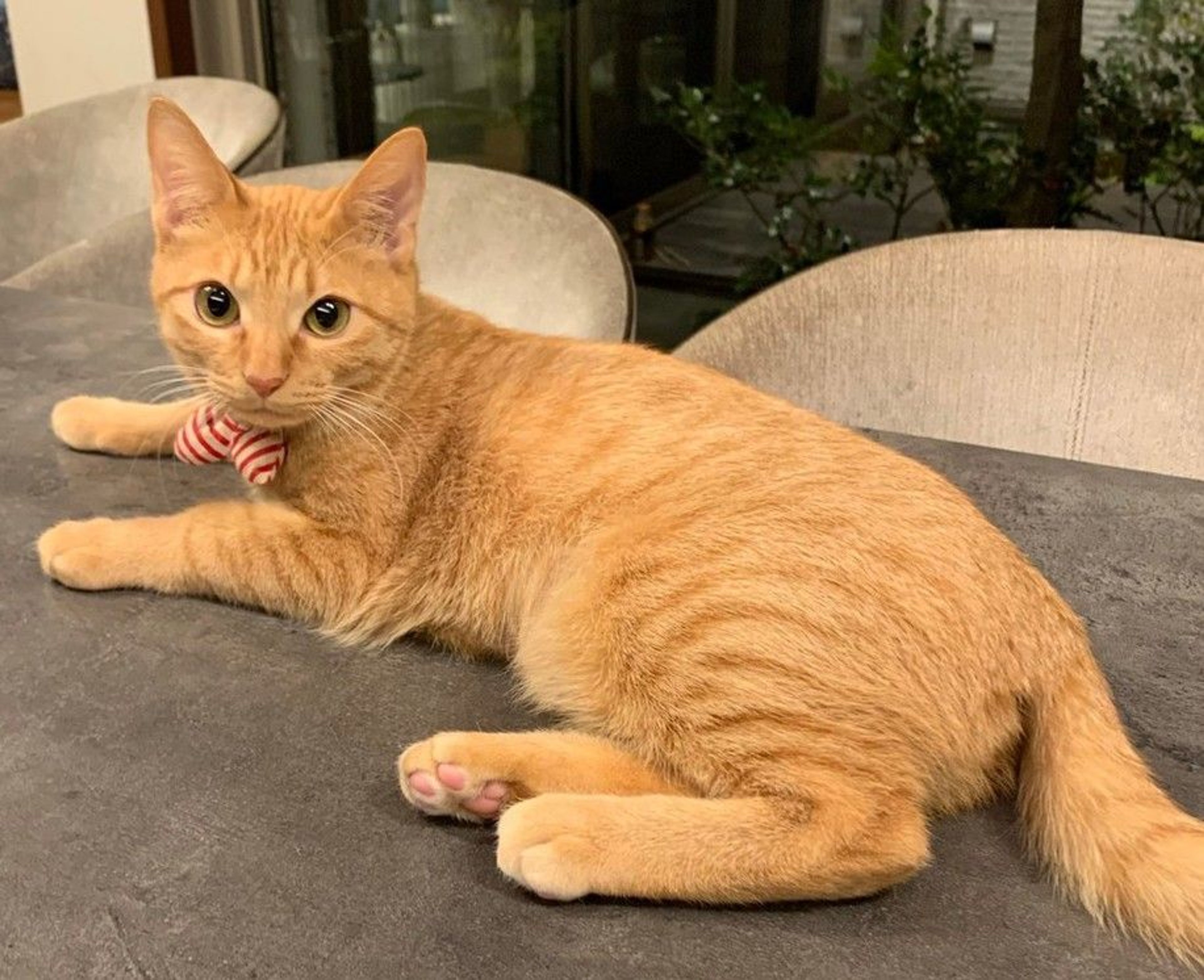 pet-image-2