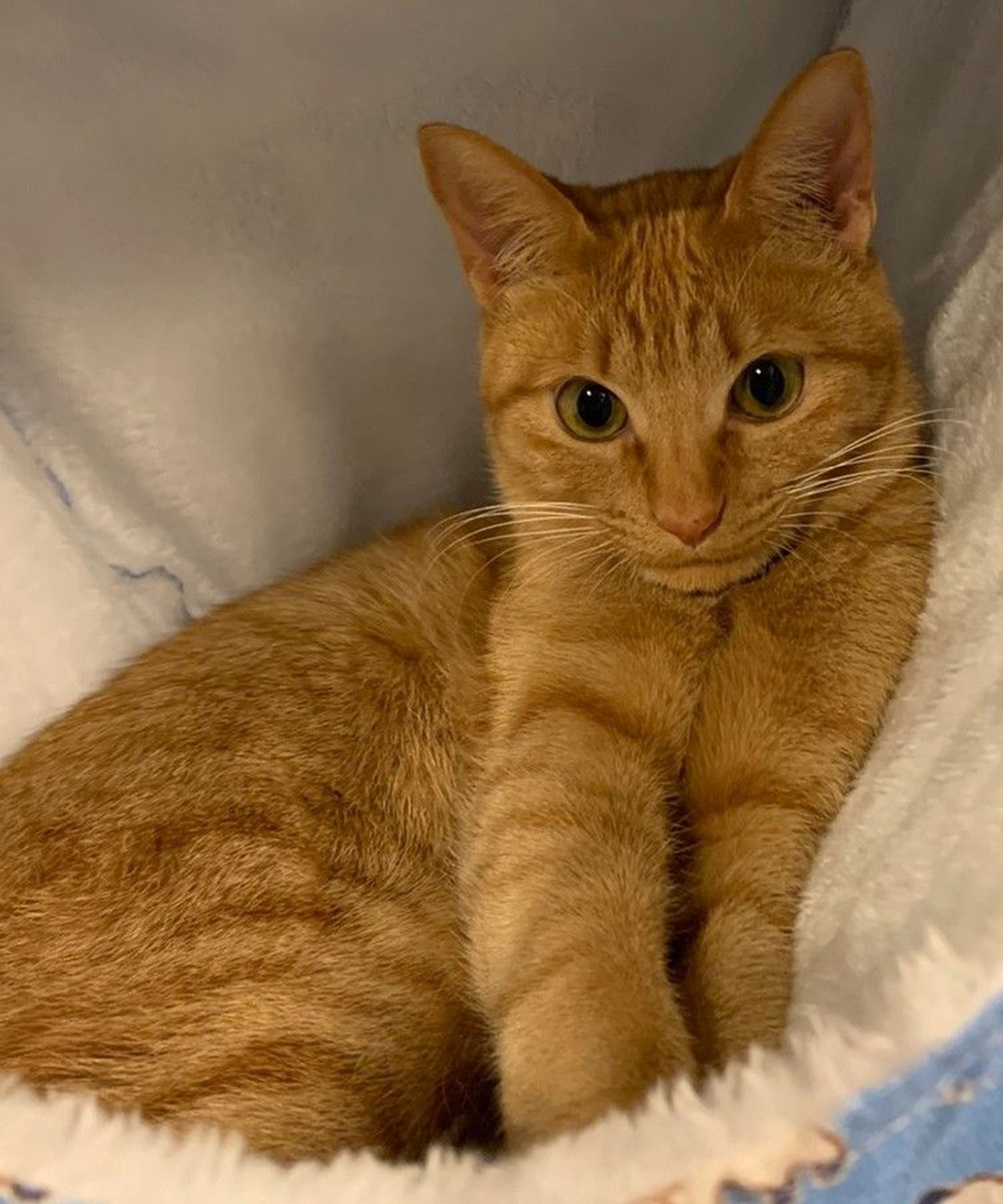 pet-image-3