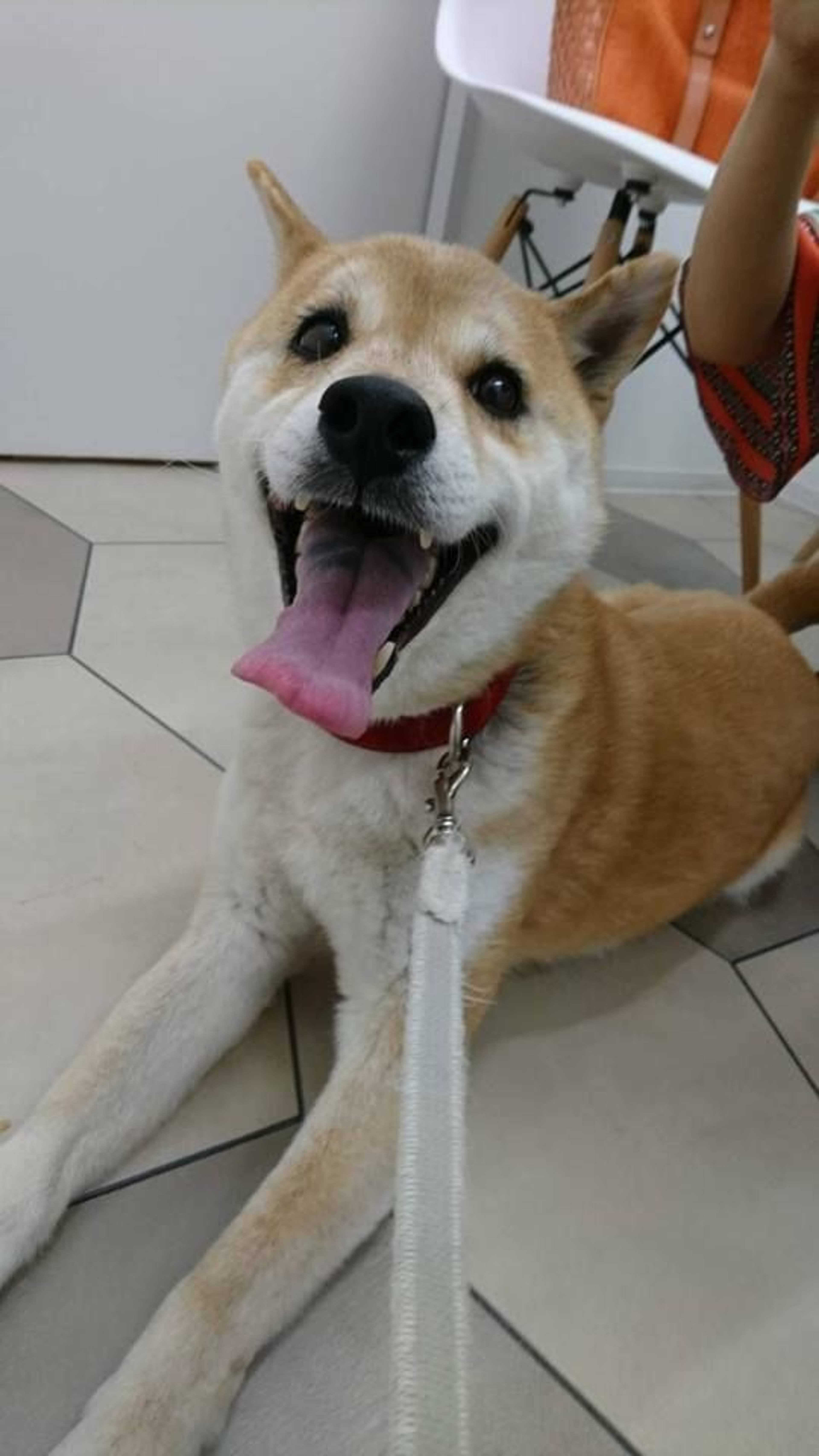 雑種（ミックス犬）・オスの里親募集の写真