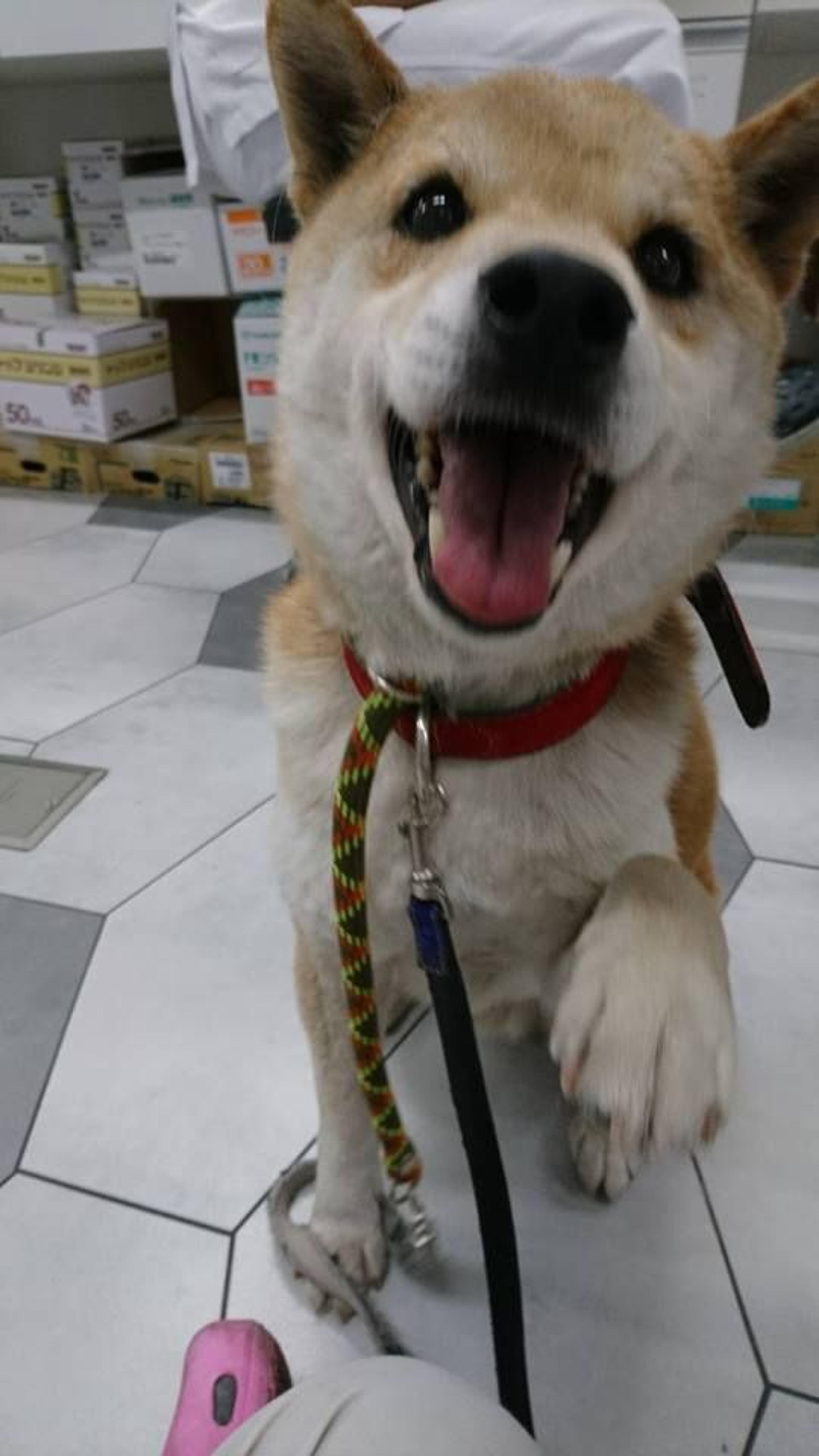pet-image-2