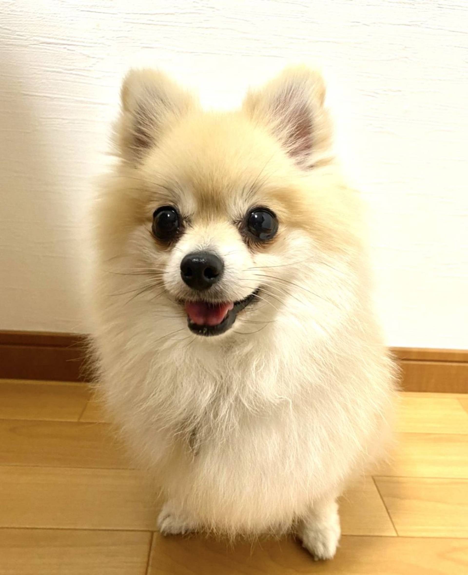ポメラニアン・メスの里親募集の写真