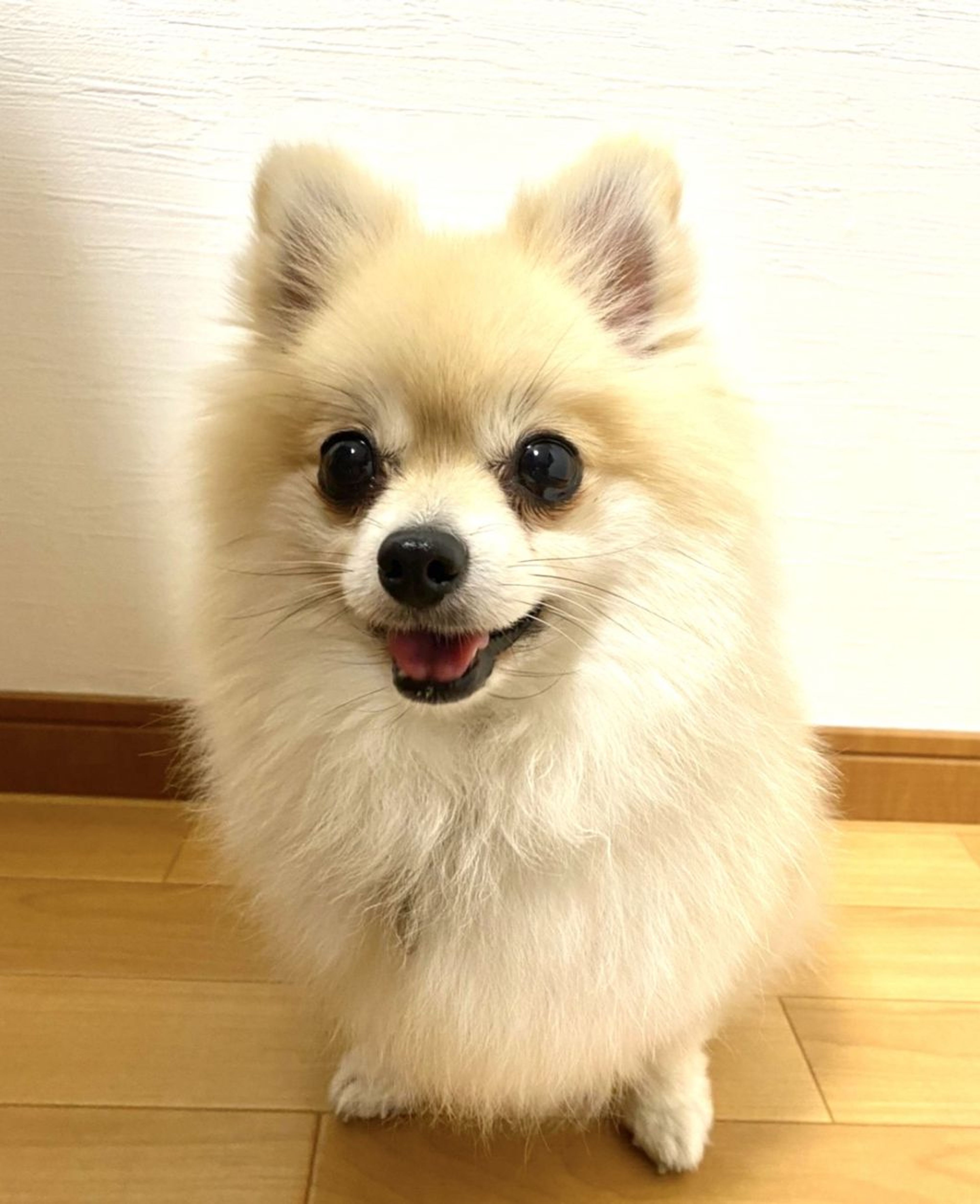 ポメラニアン・メスの里親募集の写真