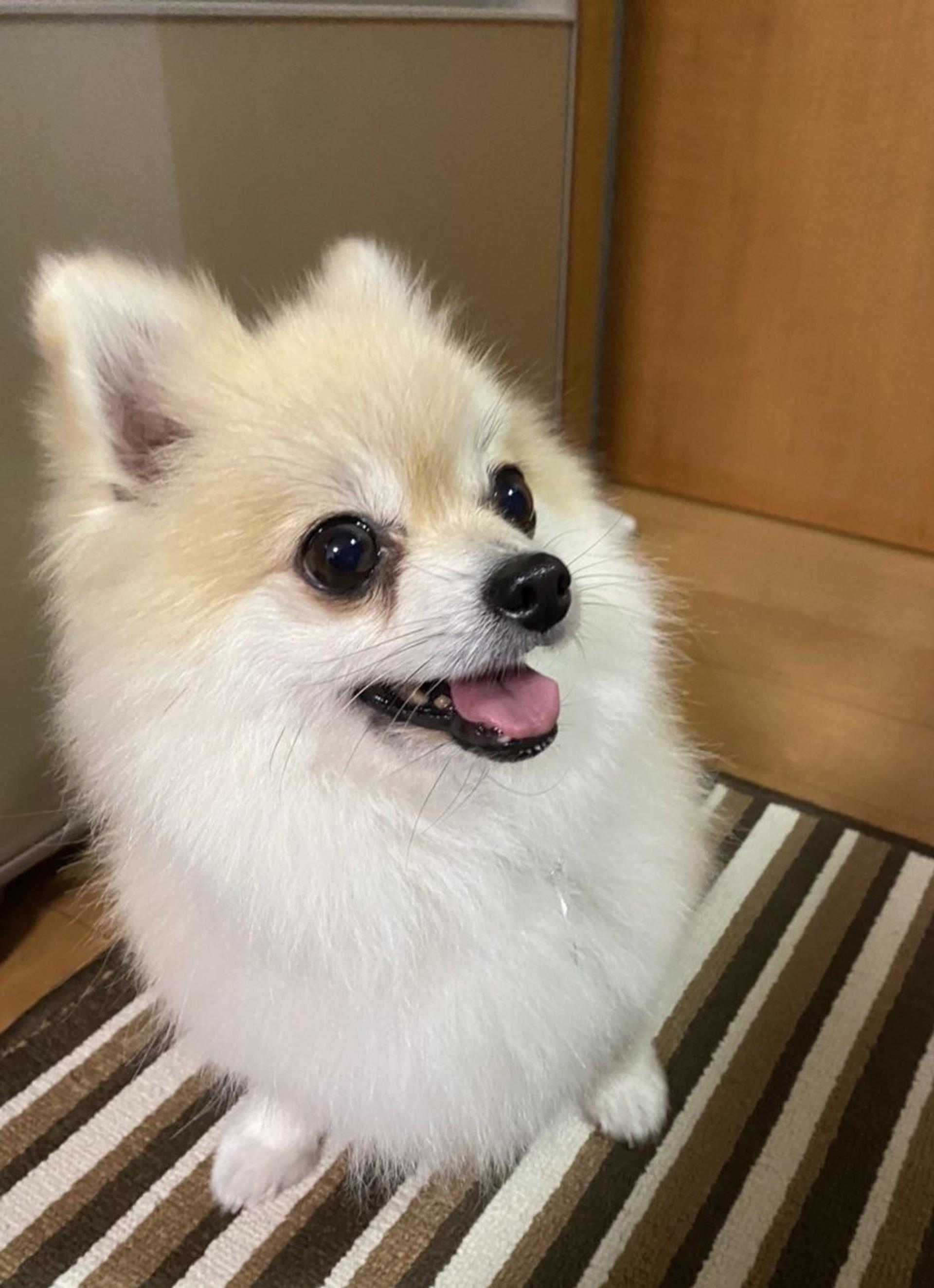 pet-image-2