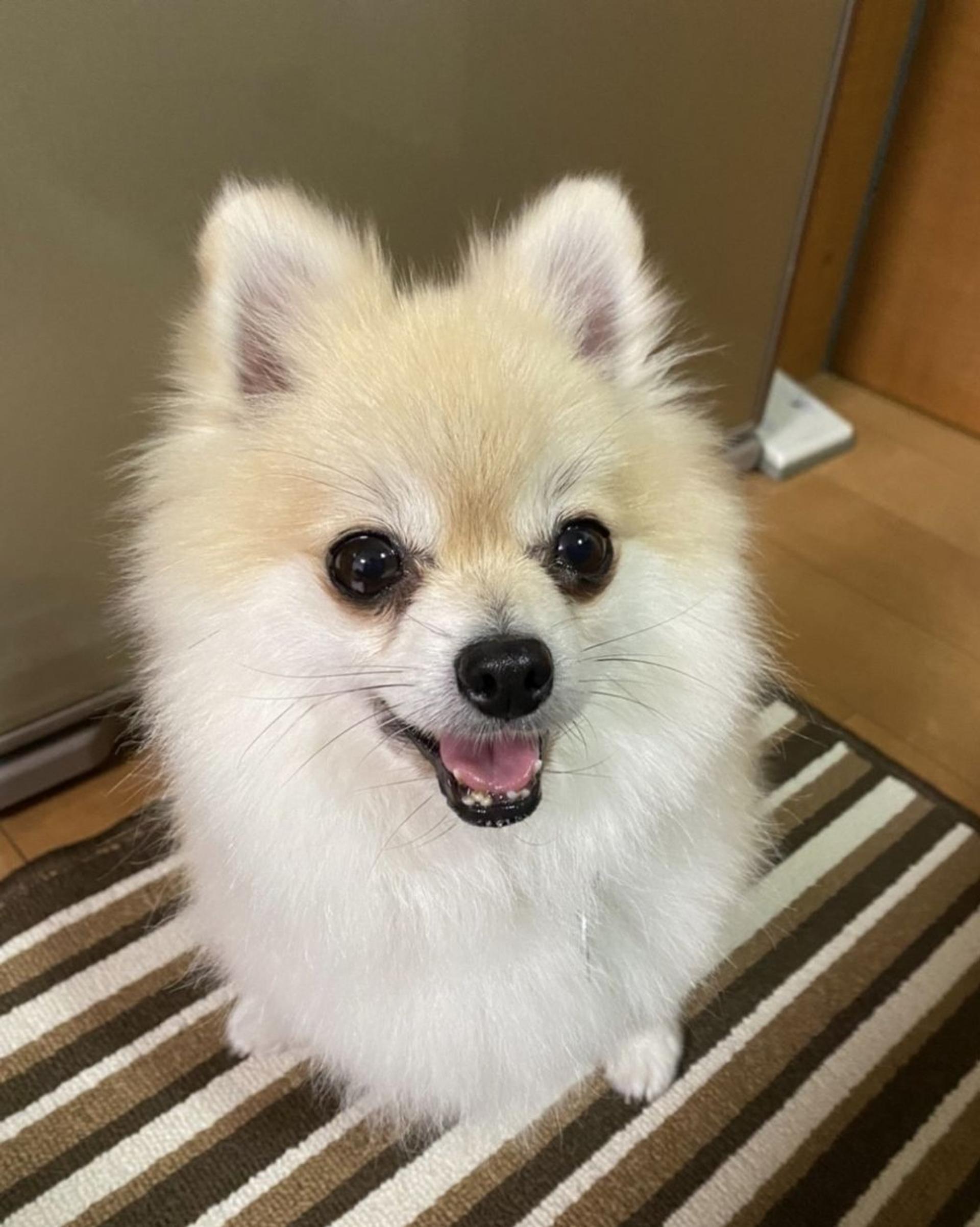 pet-image-4