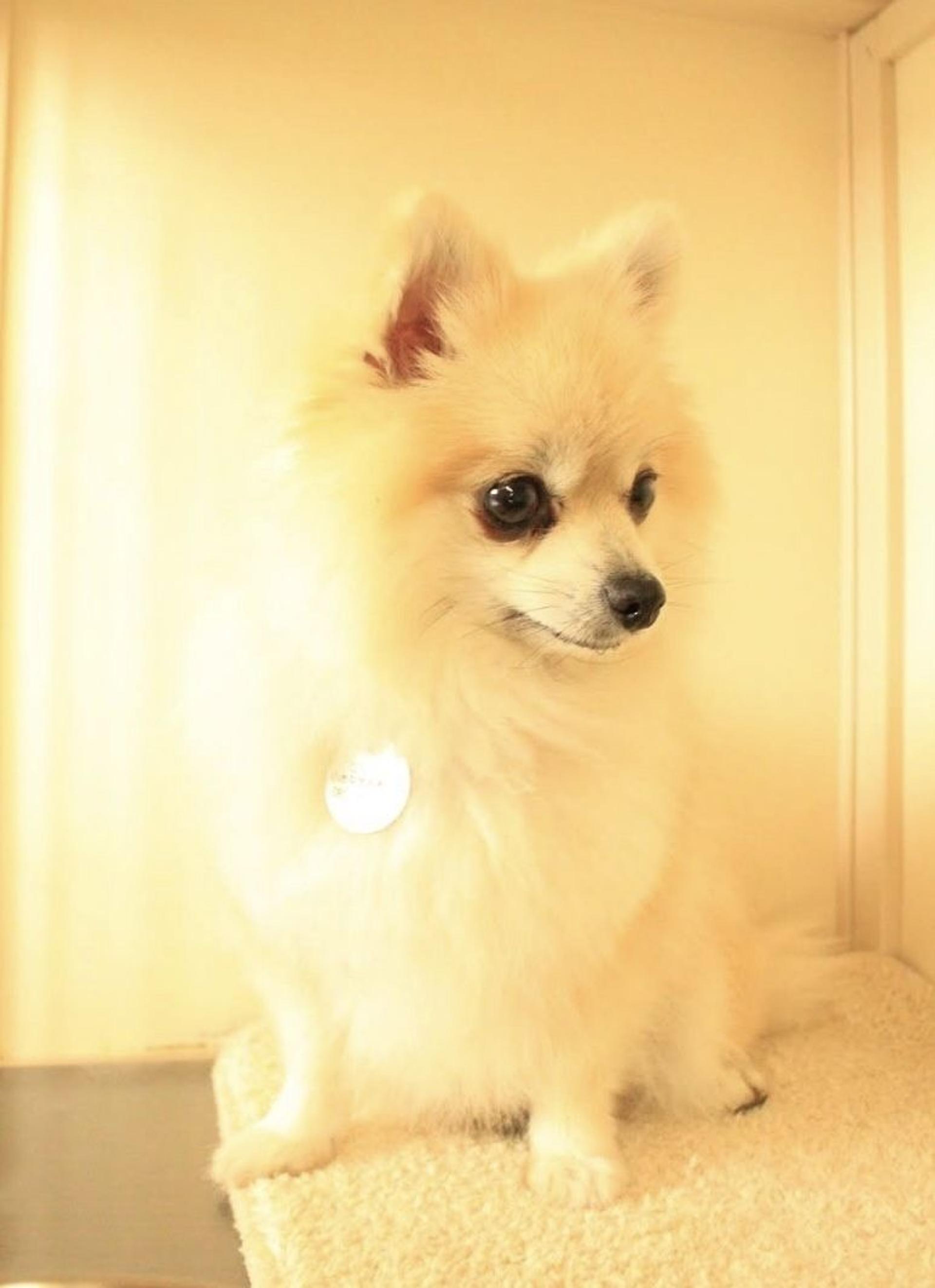 pet-image-5