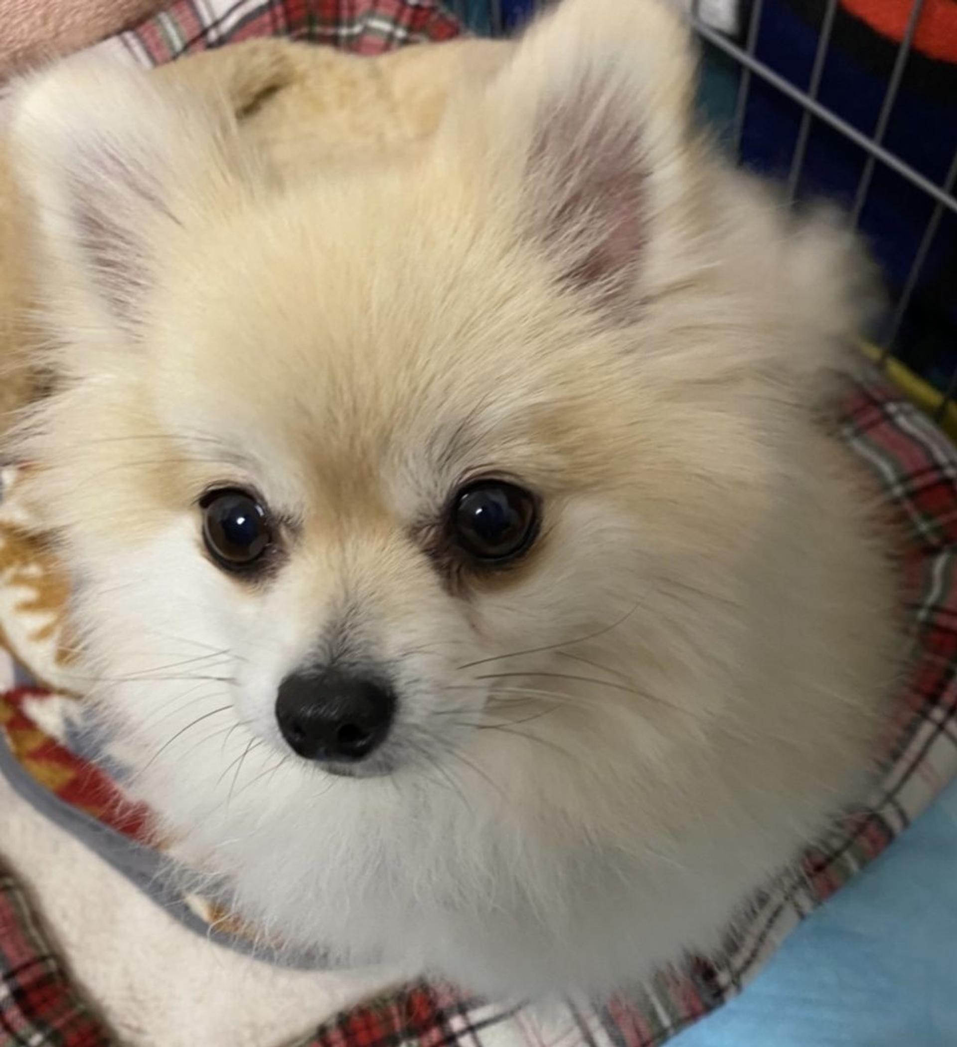 pet-image-6