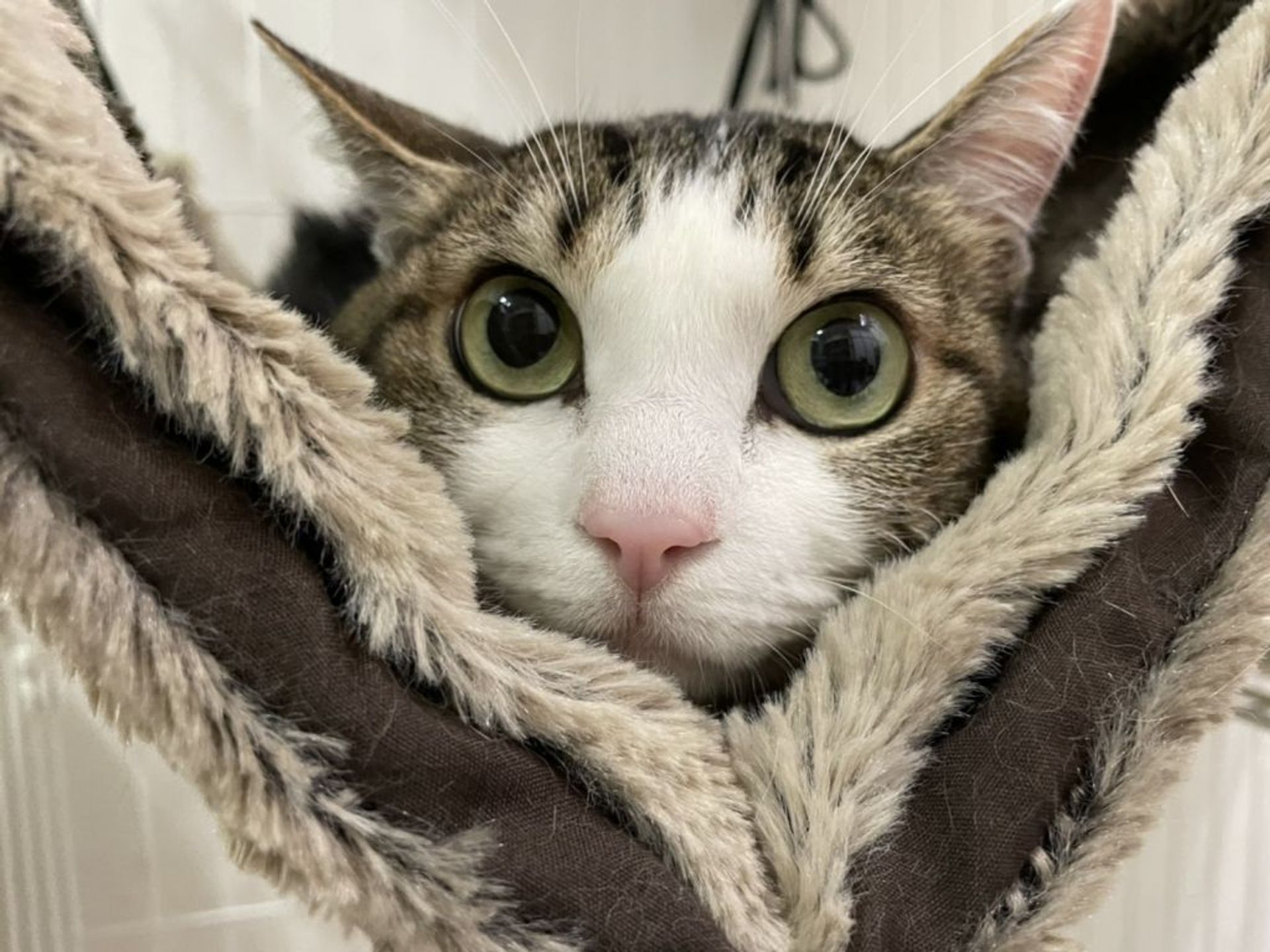 雑種（ミックス猫）・メスの里親募集の写真