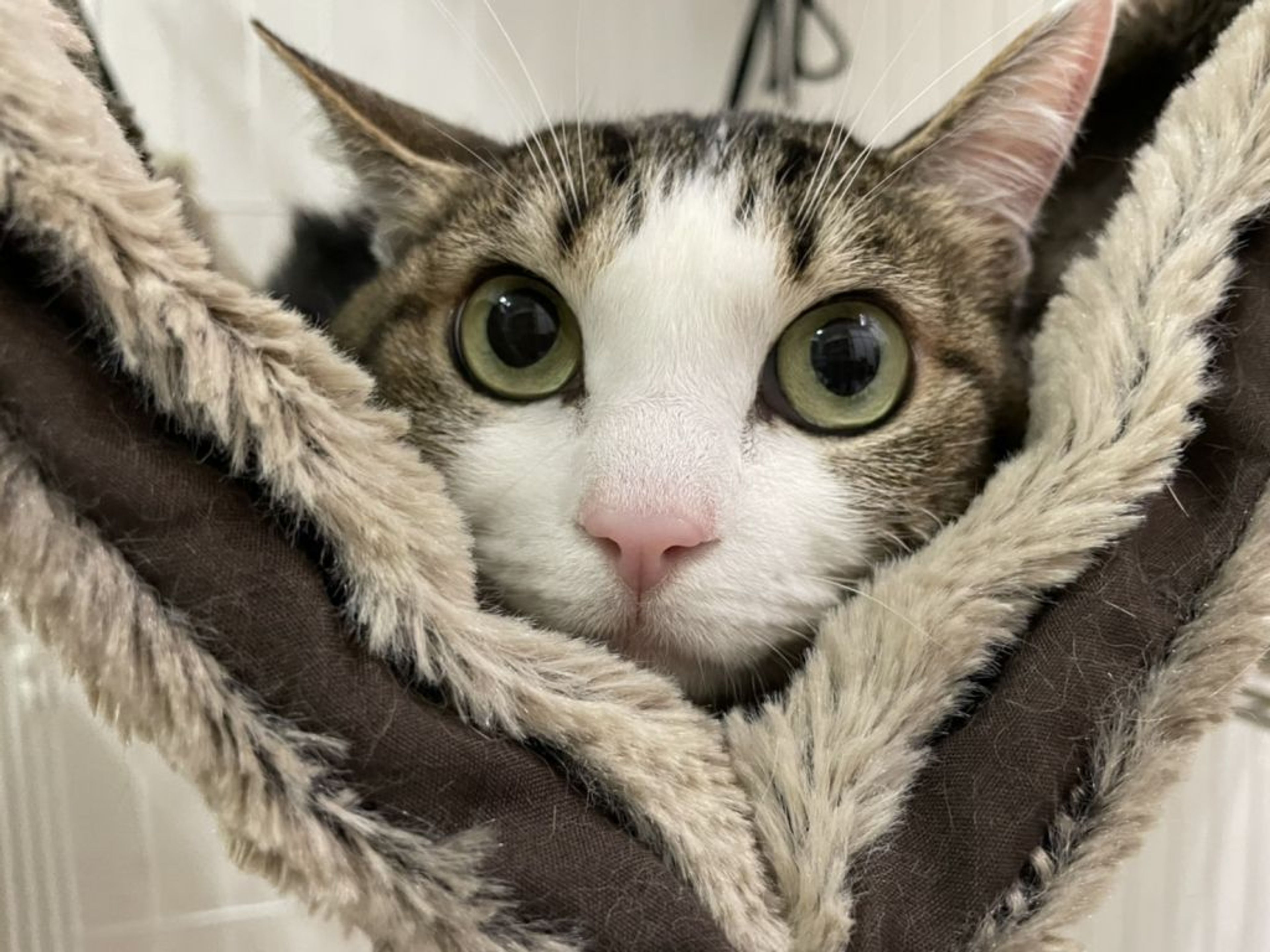 雑種（ミックス猫）・メスの里親募集の写真